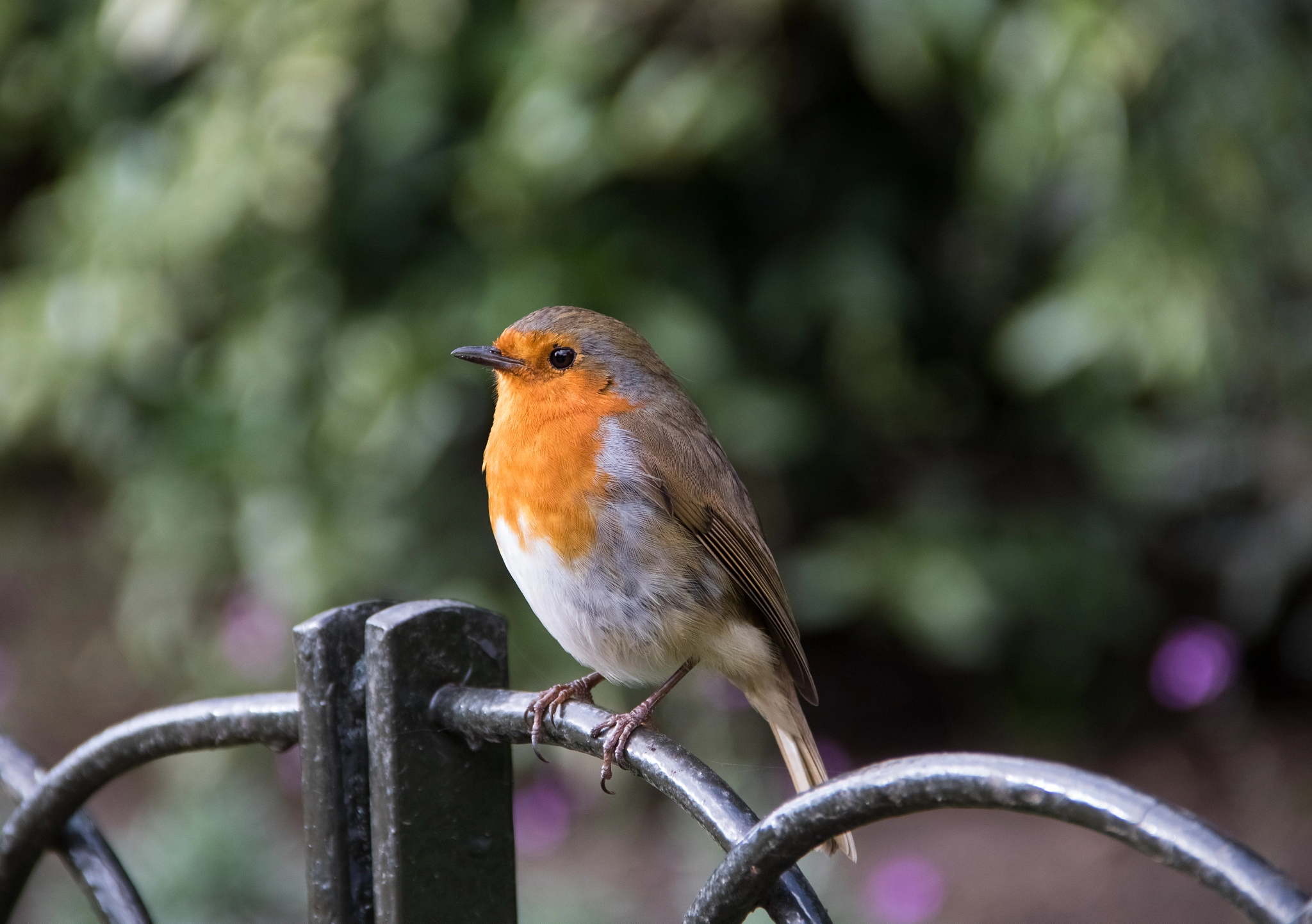 Canon EF-S 18-135mm F3.5-5.6 IS sample photo. Robin! photography