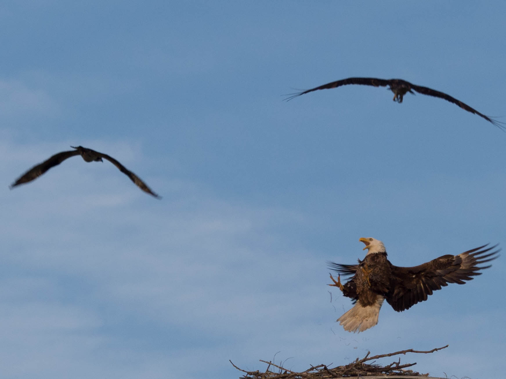 Olympus OM-D E-M1 Mark II + Olympus M.Zuiko Digital ED 40-150mm F2.8 Pro sample photo. Still got the moves! photography