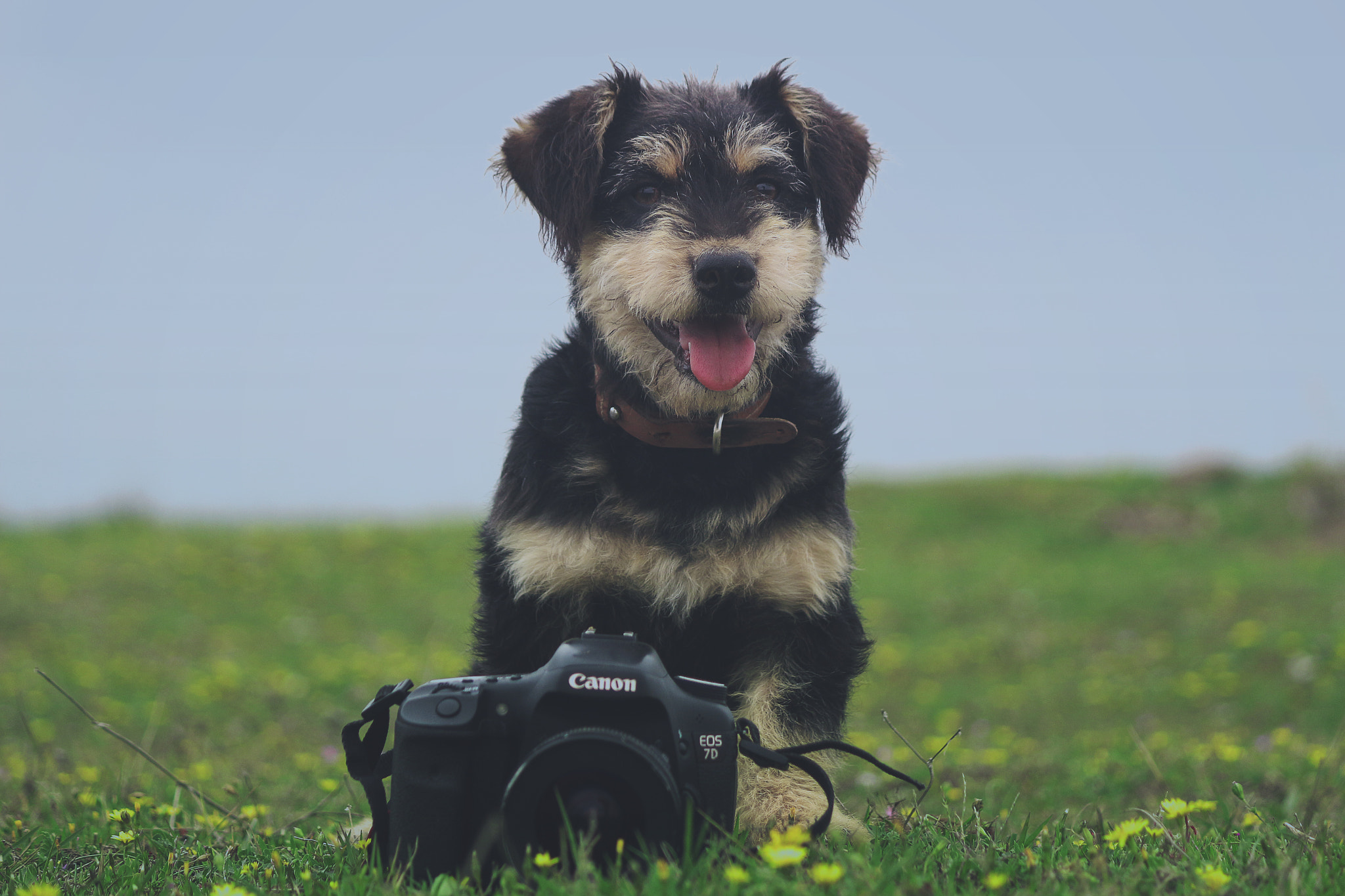 Canon EF-S 55-250mm F4-5.6 IS II sample photo. Simon with 7d photography