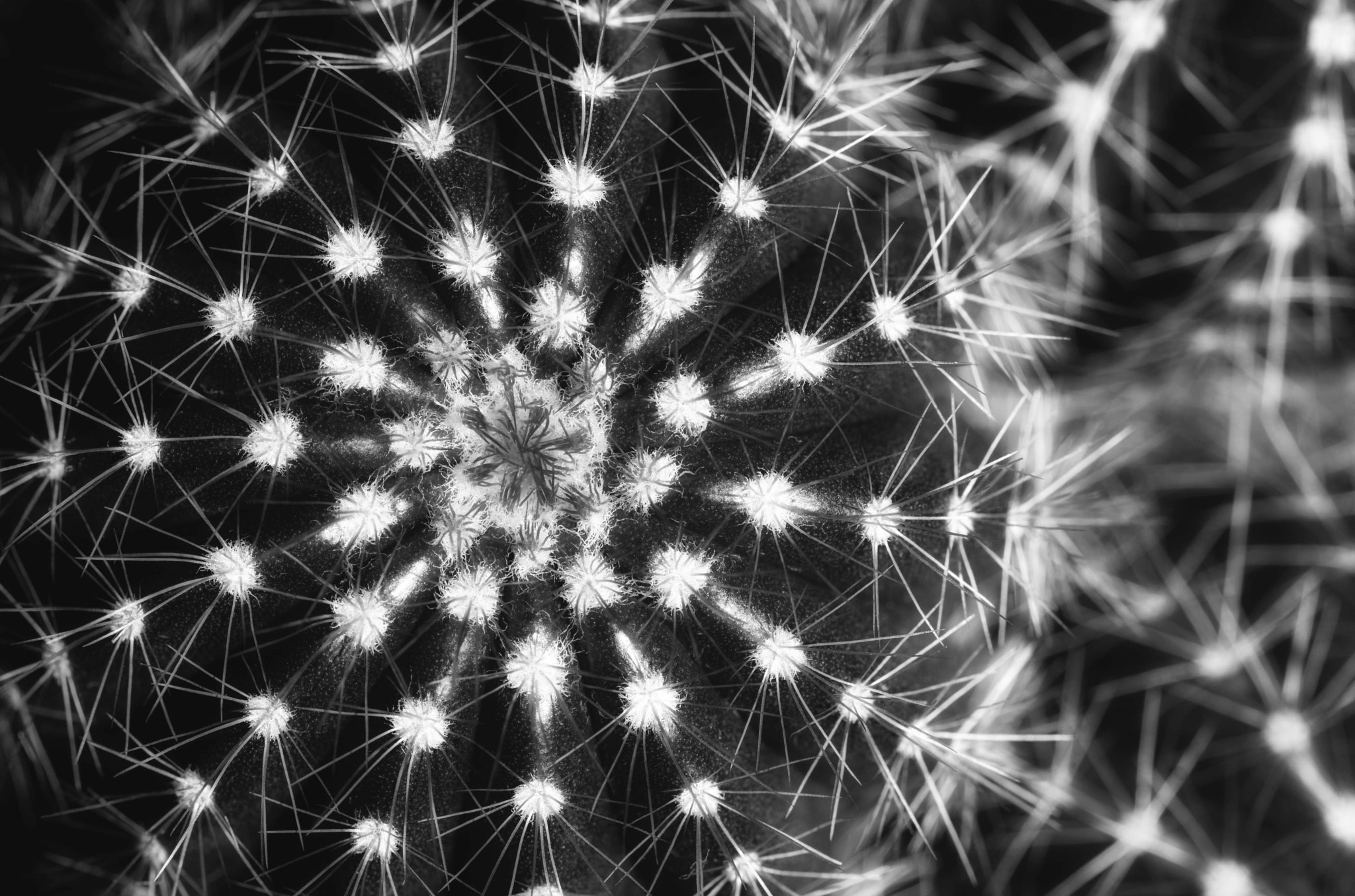 Tokina AT-X Pro 100mm F2.8 Macro sample photo
