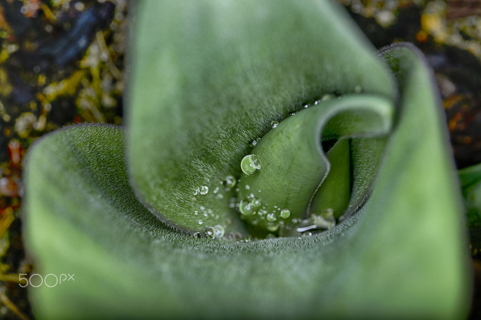 Sigma 105mm F2.8 EX DG OS HSM sample photo. Dew drops photography