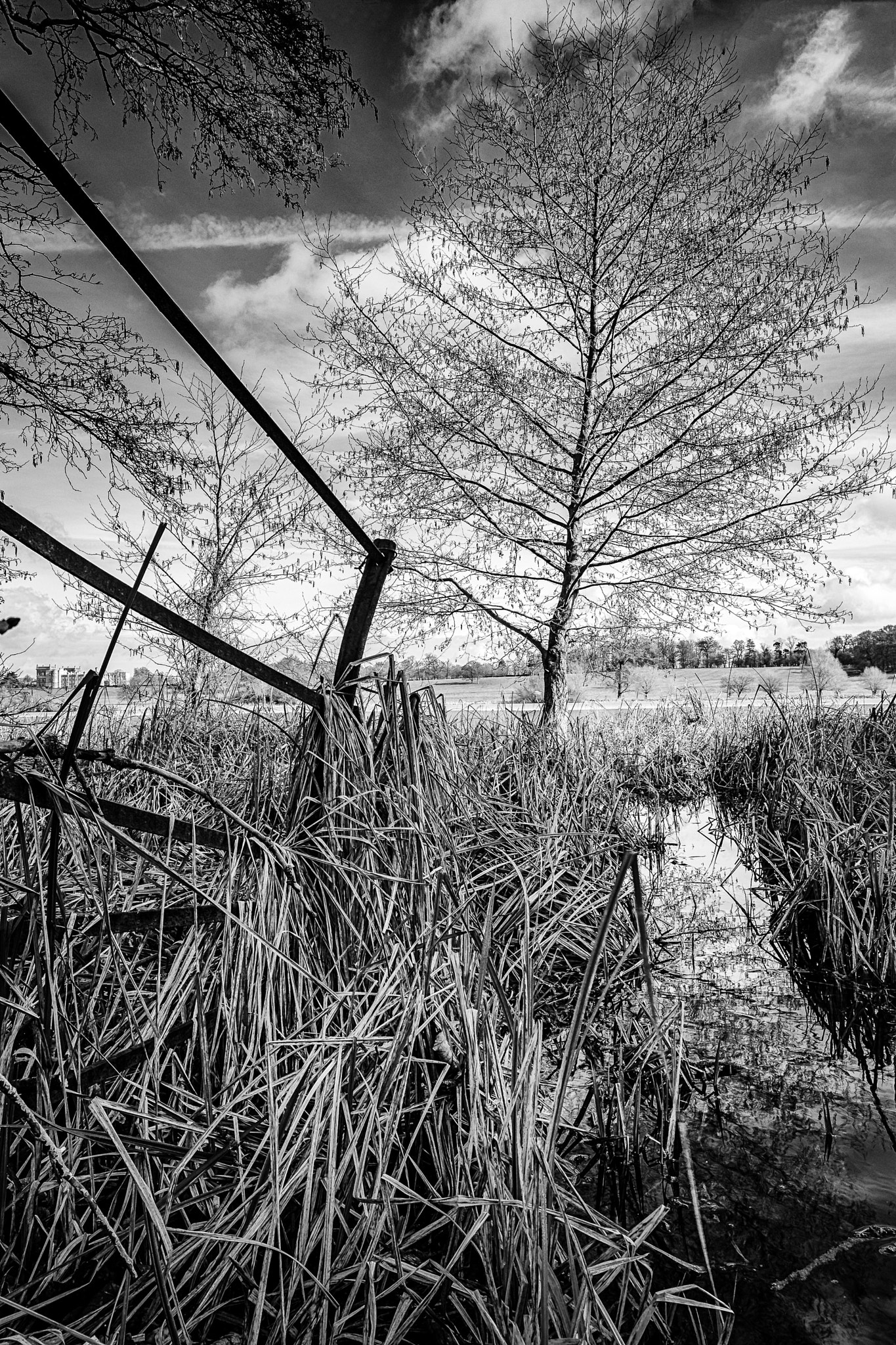 Canon EF 16-35mm F4L IS USM sample photo. Lake tree photography