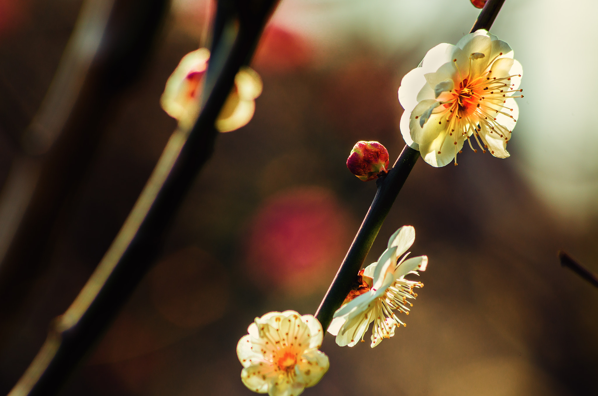 Pentax smc DA 55-300mm F4.0-5.8 ED sample photo. White plum photography