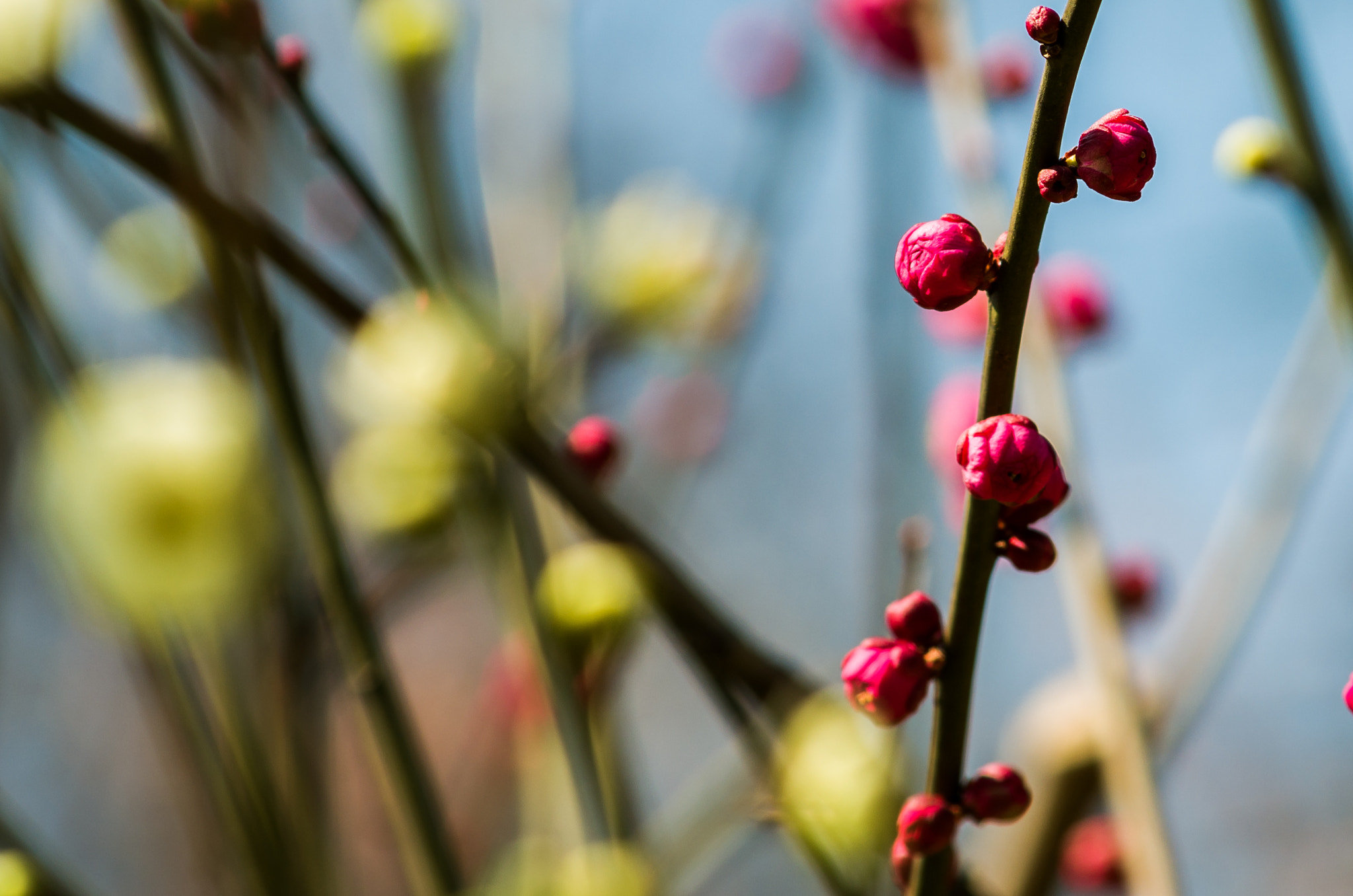 Pentax smc DA 55-300mm F4.0-5.8 ED sample photo. Red and yellow flowers photography