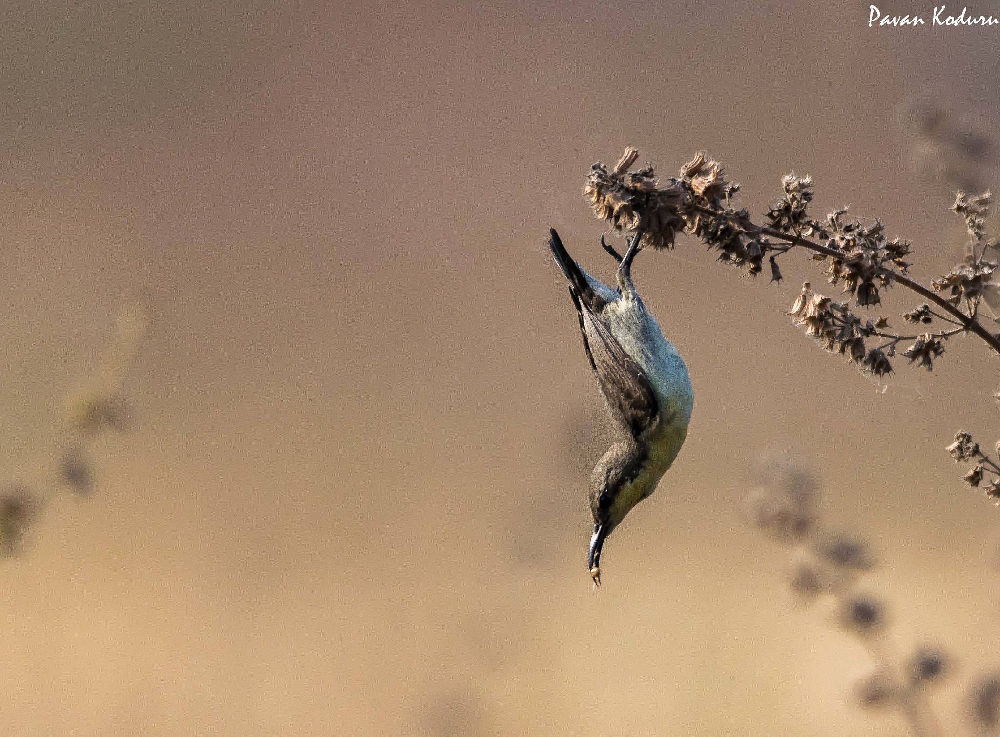 Nikon D3300 + Sigma 150-500mm F5-6.3 DG OS HSM sample photo. Acrobatic...... photography