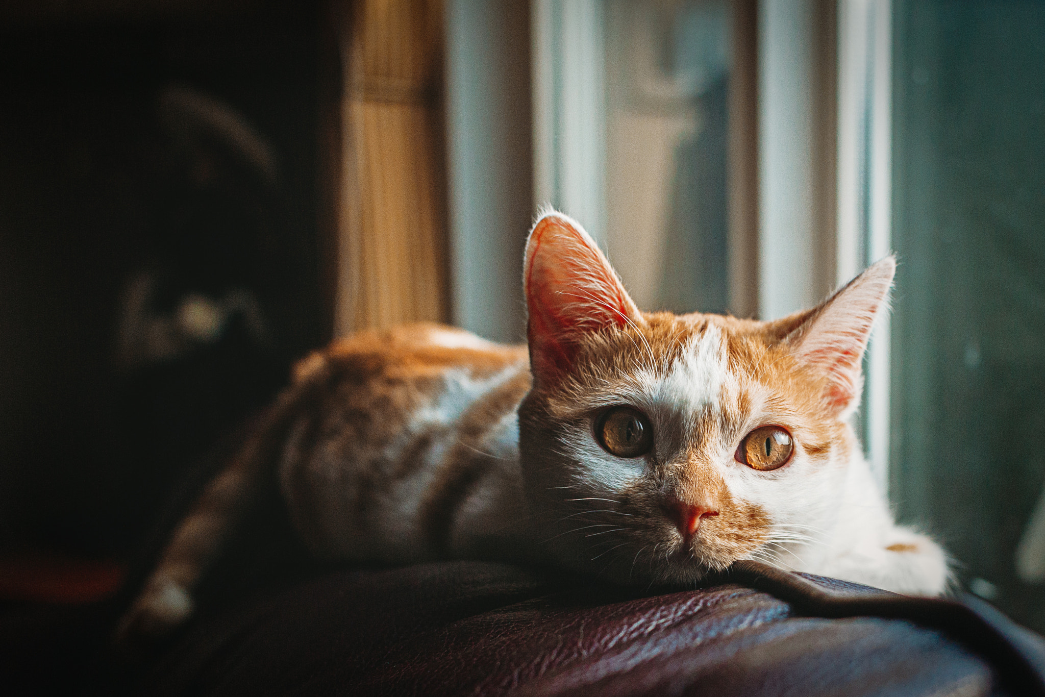 Canon EOS 6D + Canon EF 28mm F1.8 USM sample photo. Tango photography