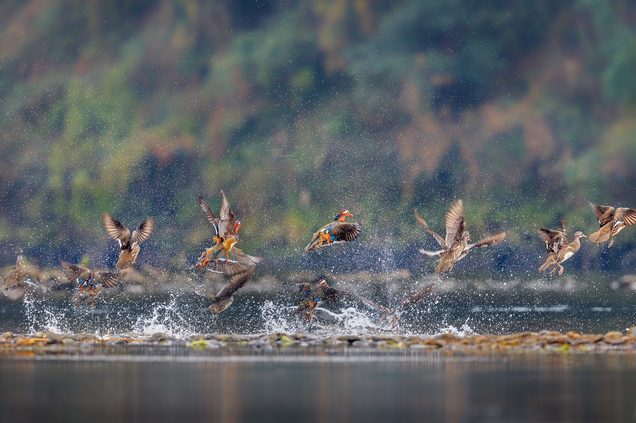 Canon EOS-1D X Mark II + Canon EF 600mm F4L IS II USM sample photo