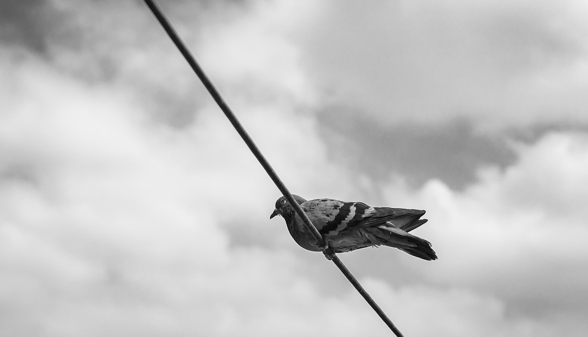 Sigma 30mm F1.4 DC DN | C sample photo. B&w photography