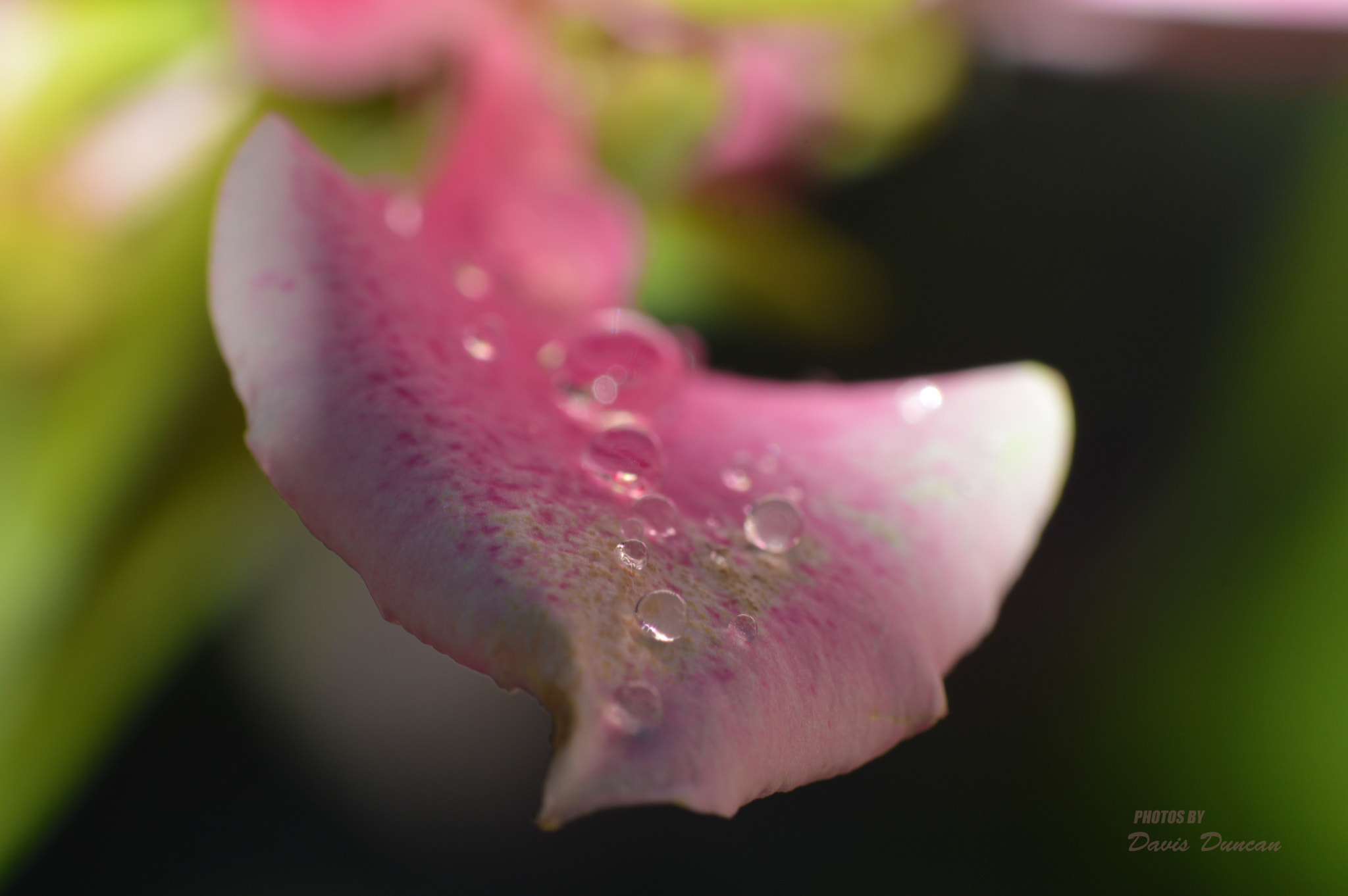 Nikon D3200 sample photo. Morning beauties photography