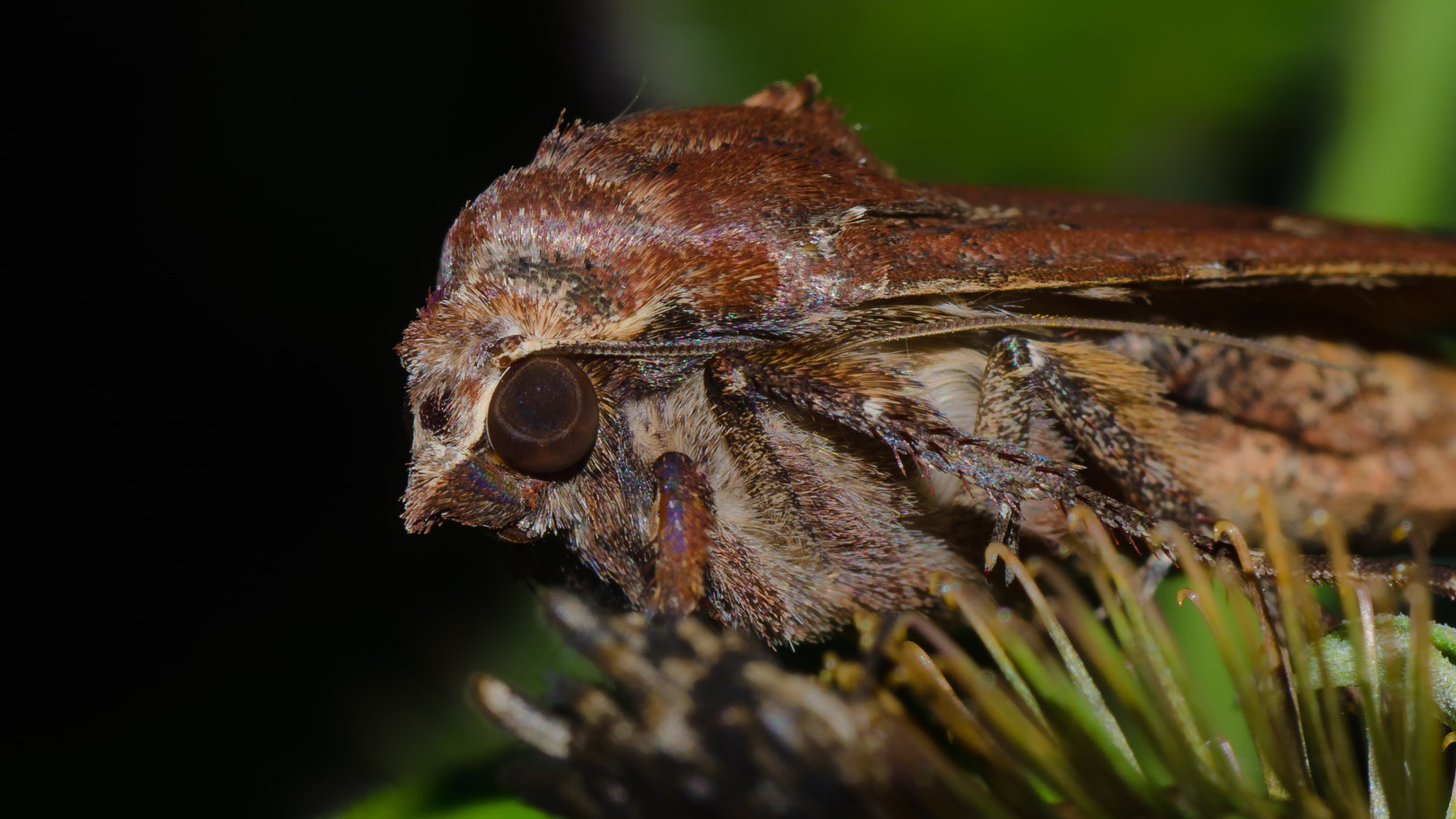 Nikon D5100 + Tamron SP 90mm F2.8 Di VC USD 1:1 Macro sample photo. Underwing moth sp. photography