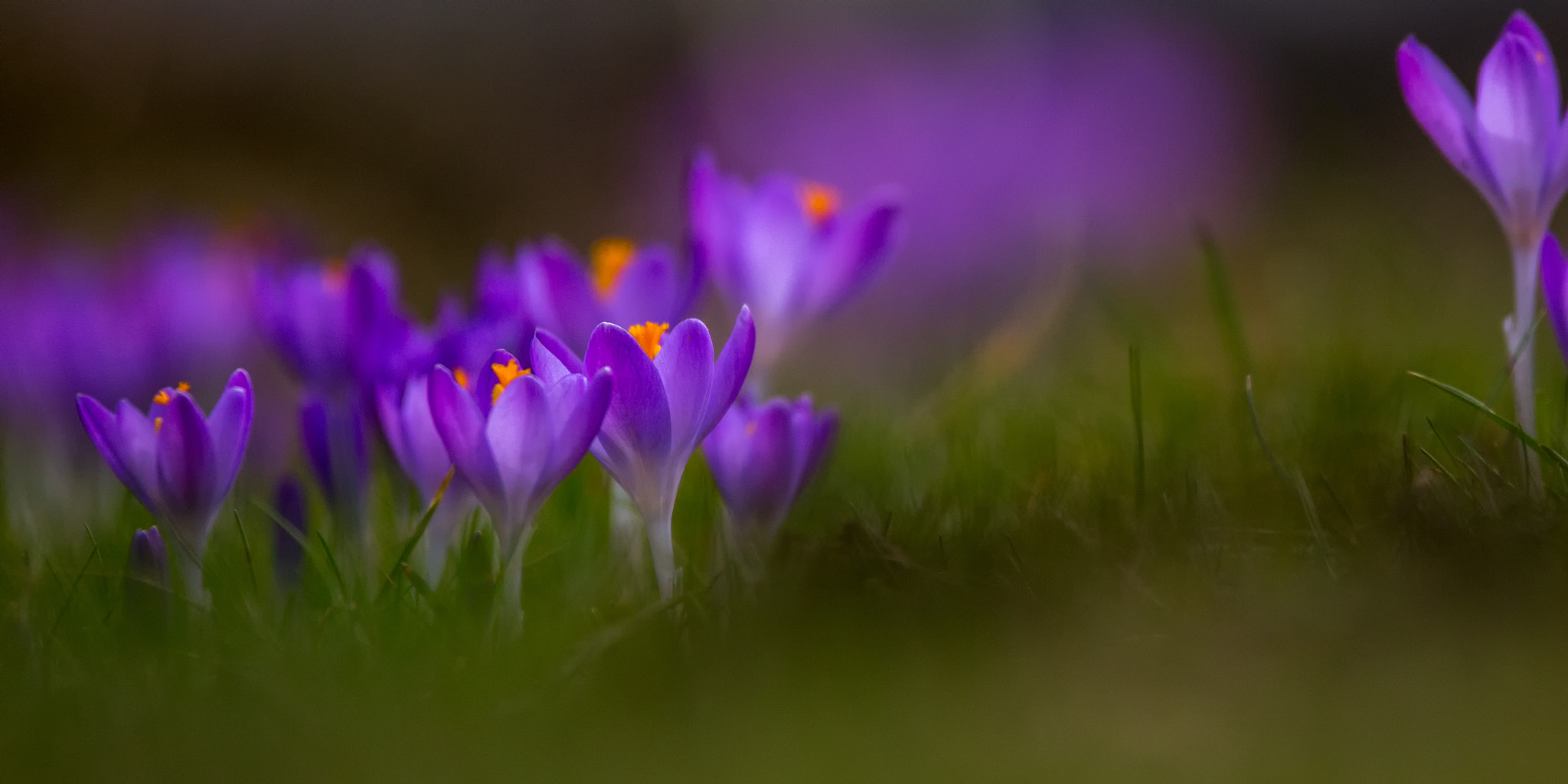 150-600mm F5-6.3 DG OS HSM | Contemporary 015 sample photo. Crocus photography