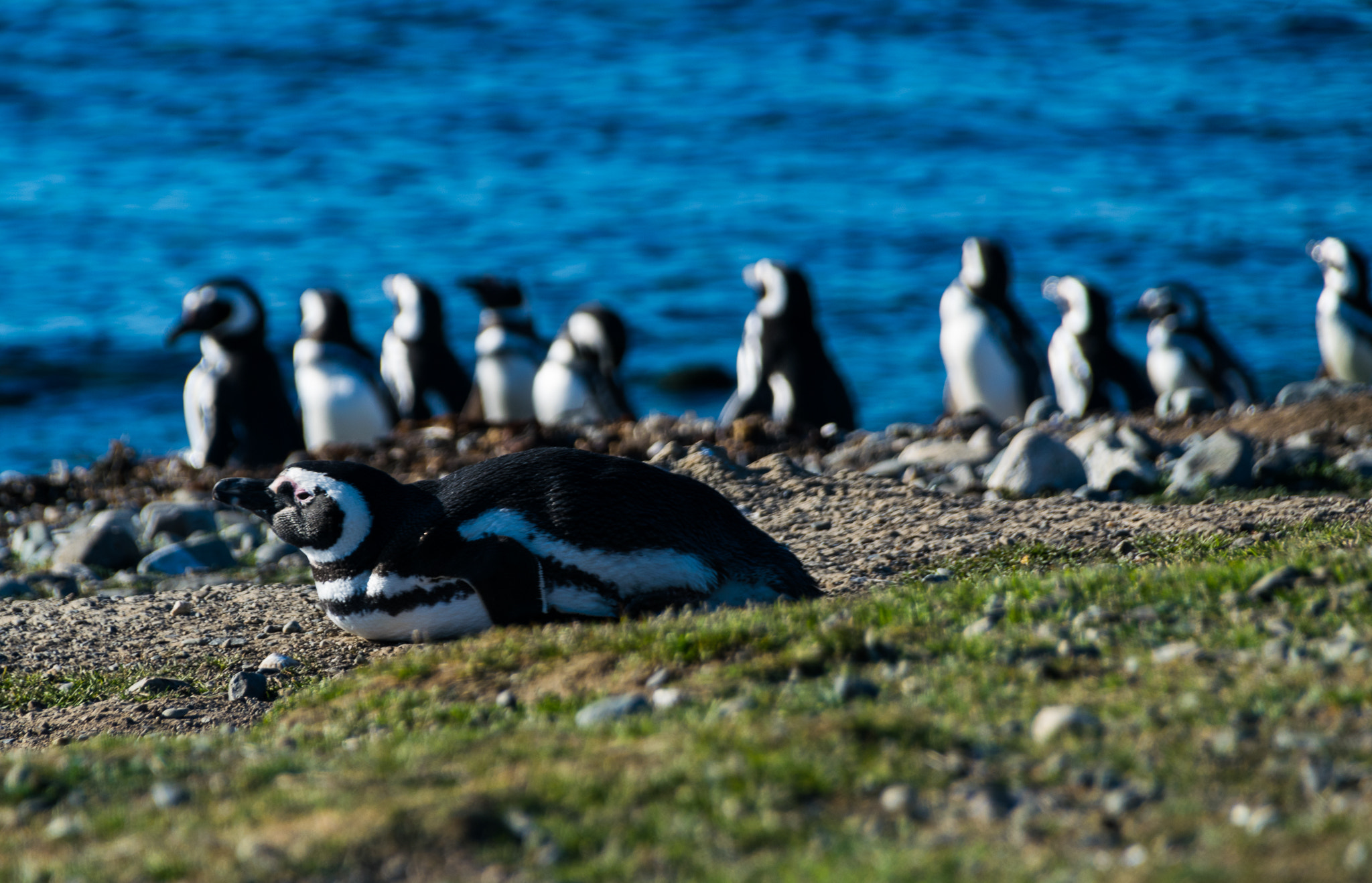 Sigma 18-250mm F3.5-6.3 DC Macro OS HSM sample photo. Chilean penguins photography