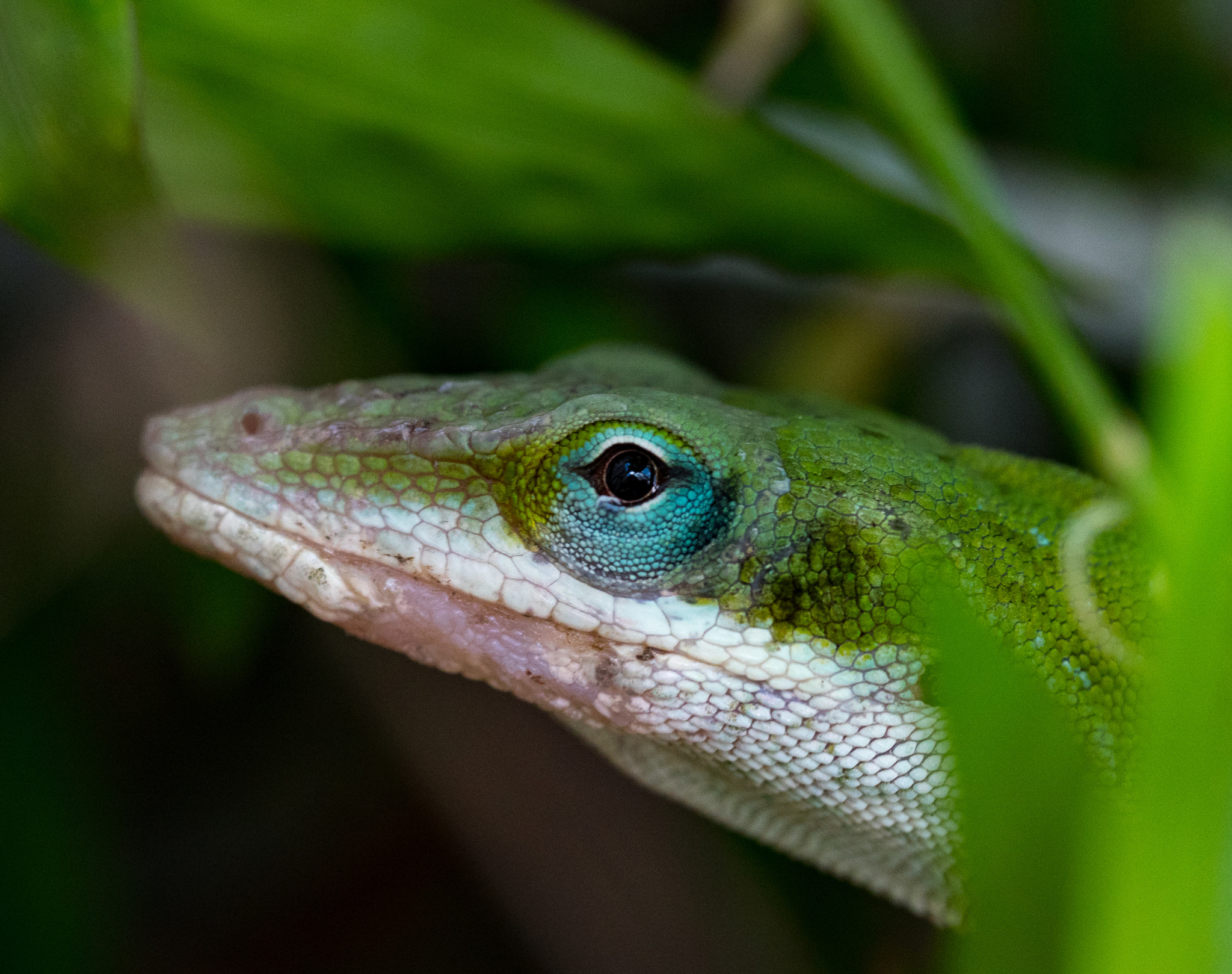 Olympus M.Zuiko Digital ED 60mm F2.8 Macro sample photo. Green anole hidden photography