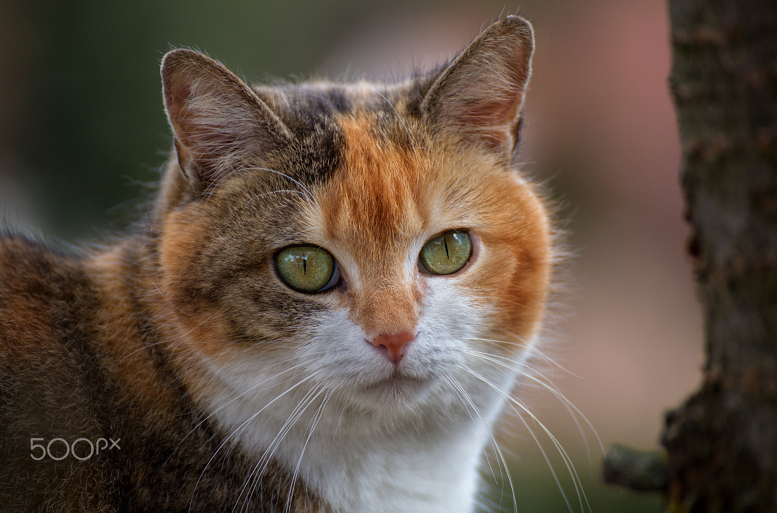 Tamron SP 35mm F1.8 Di VC USD sample photo. Maja portrait photography