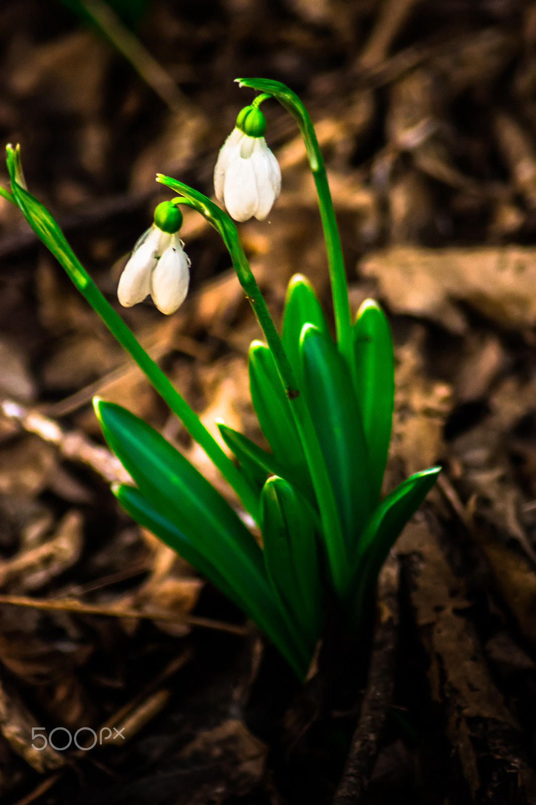 Nikon D5500 sample photo. Spring photography