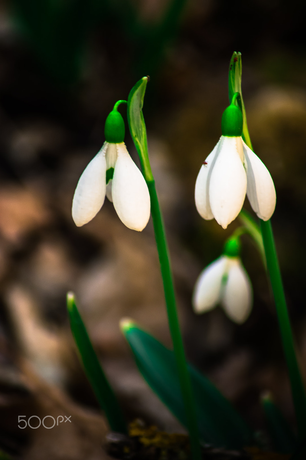 Nikon D5500 sample photo. Spring photography