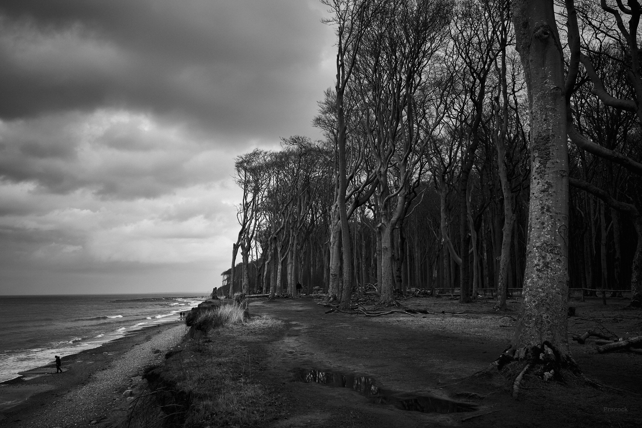 Sony a7R II + Sony Distagon T* FE 35mm F1.4 ZA sample photo. "gespensterwald" photography
