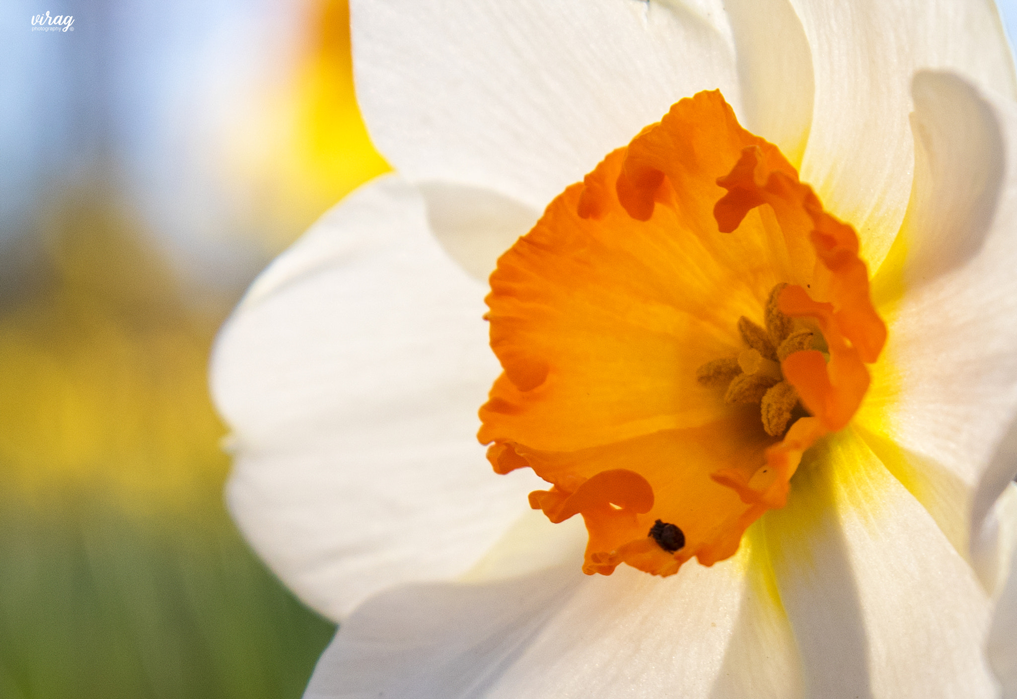 Sigma 24-70mm F2.8 EX DG Macro sample photo. Daffodil photography