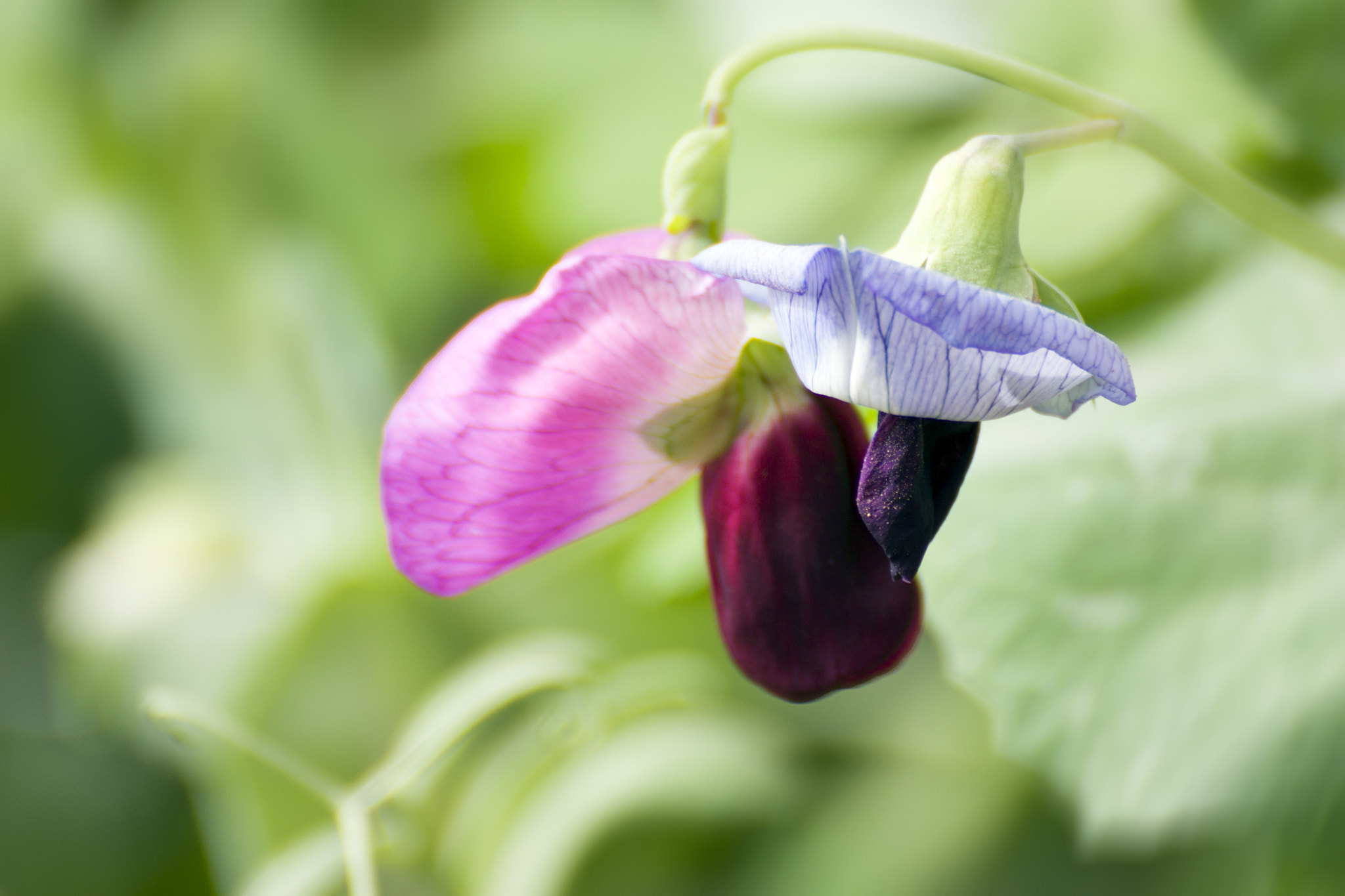 Canon EOS 450D (EOS Rebel XSi / EOS Kiss X2) sample photo. Snow peas flower photography