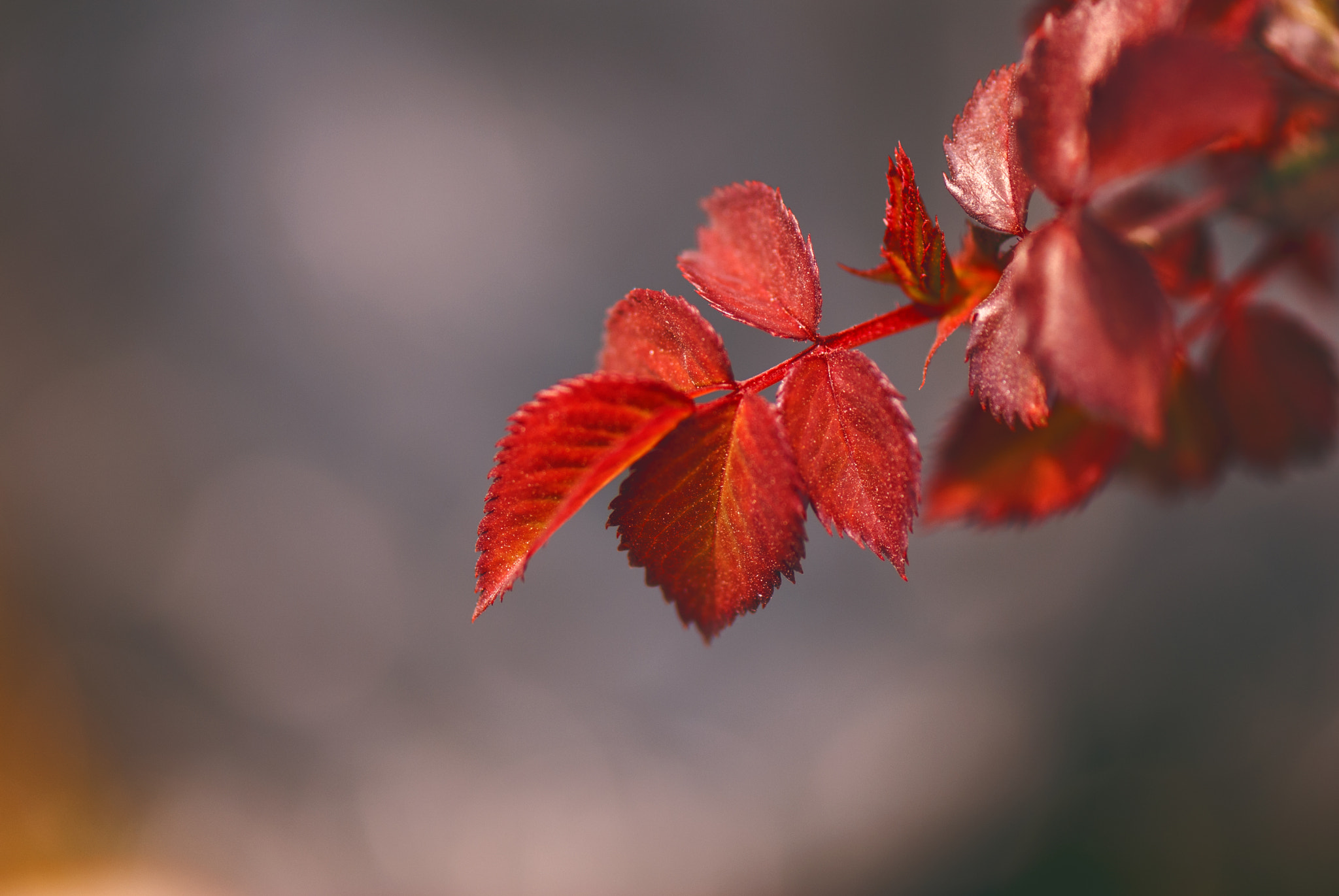 Nikon AF-S Micro-Nikkor 105mm F2.8G IF-ED VR sample photo