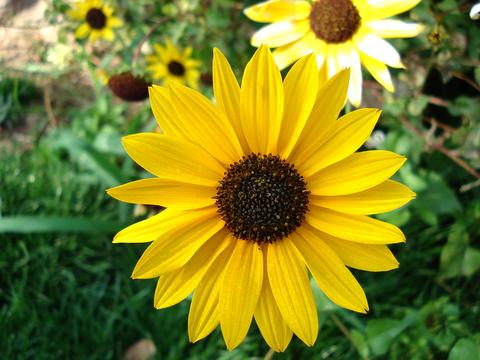 Sony DSC-W30 sample photo. Sunflower photography