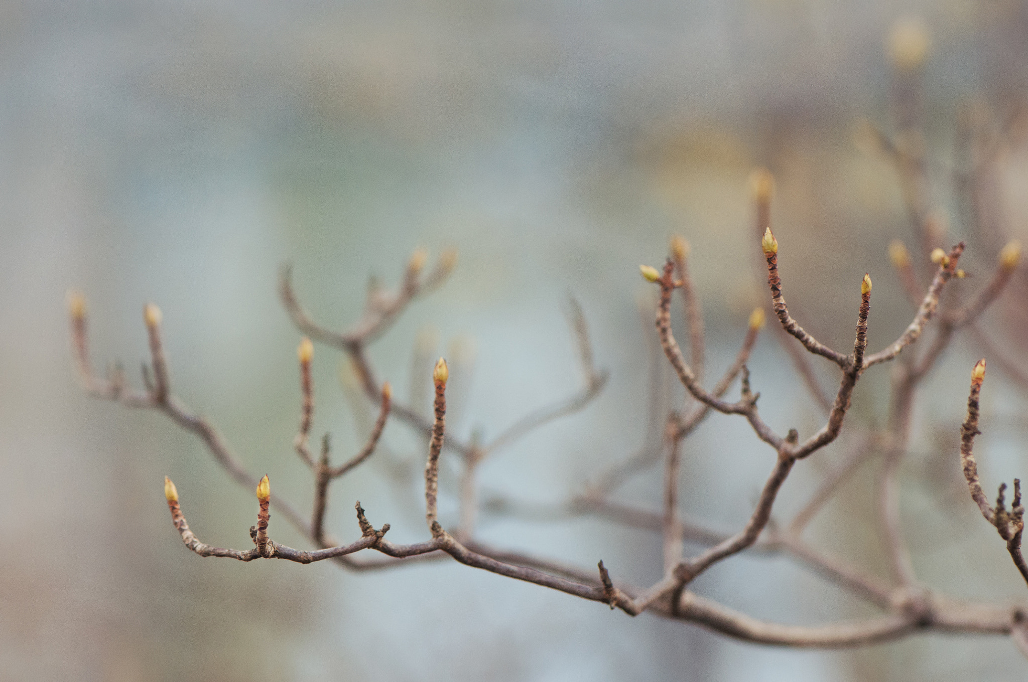 Nikon AF-S Micro-Nikkor 105mm F2.8G IF-ED VR sample photo. New cycle photography