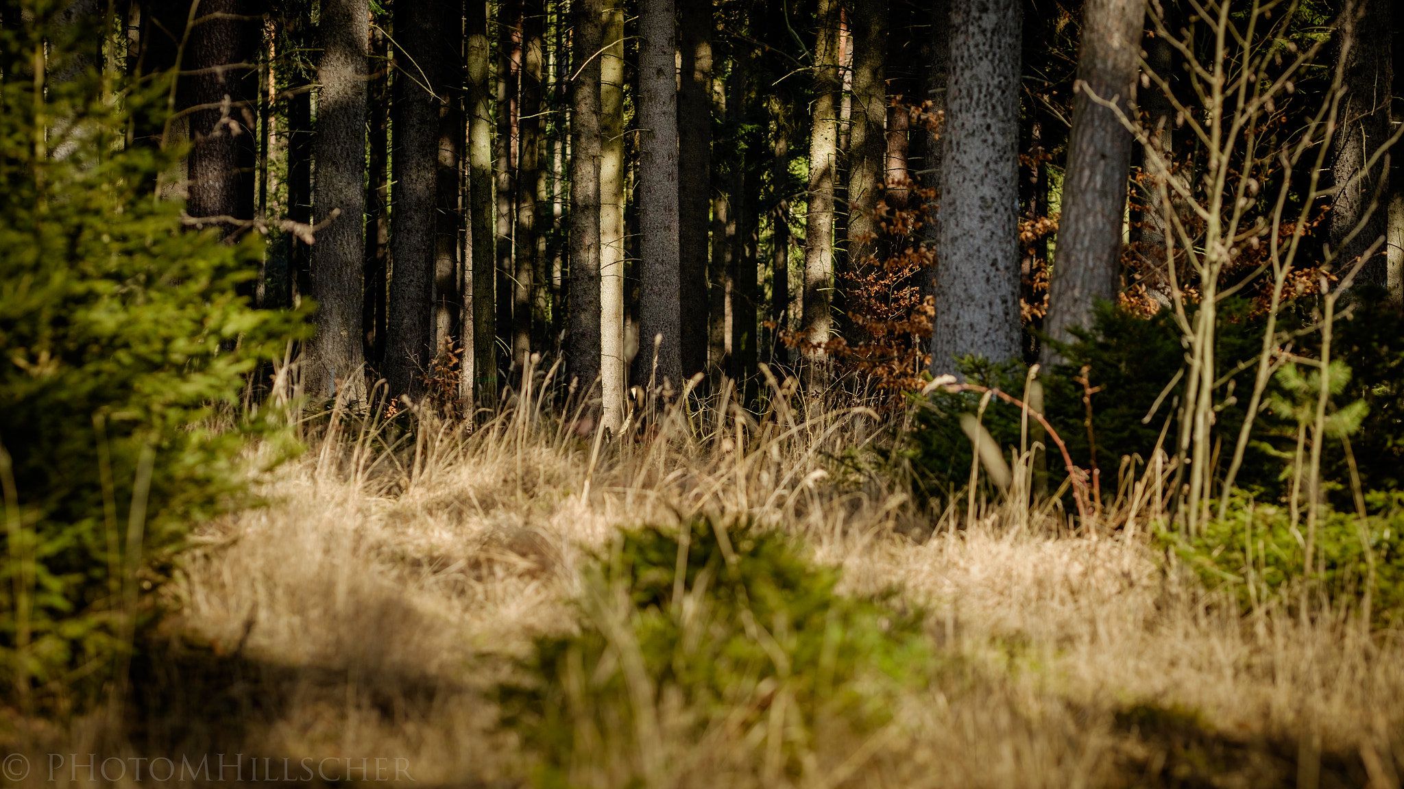 Fujifilm X-T1 + Fujifilm XF 90mm F2 R LM WR sample photo. View photography