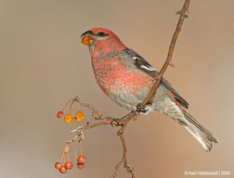 Canon EF 500mm F4L IS USM sample photo. Pine grosbeak photography