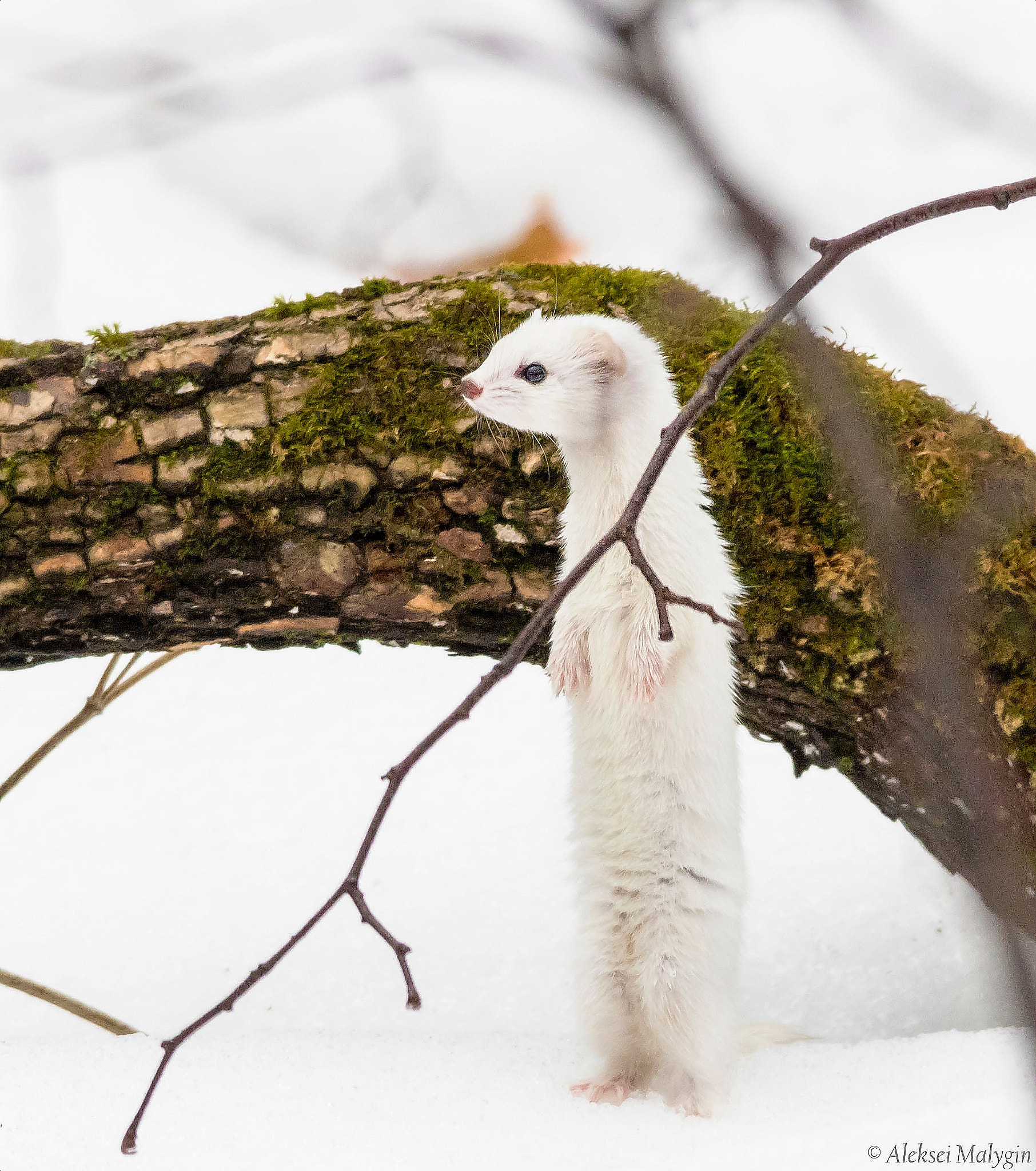 Canon EOS 7D Mark II + Sigma 150-500mm F5-6.3 DG OS HSM sample photo. Best winter camouflage - weasel photography