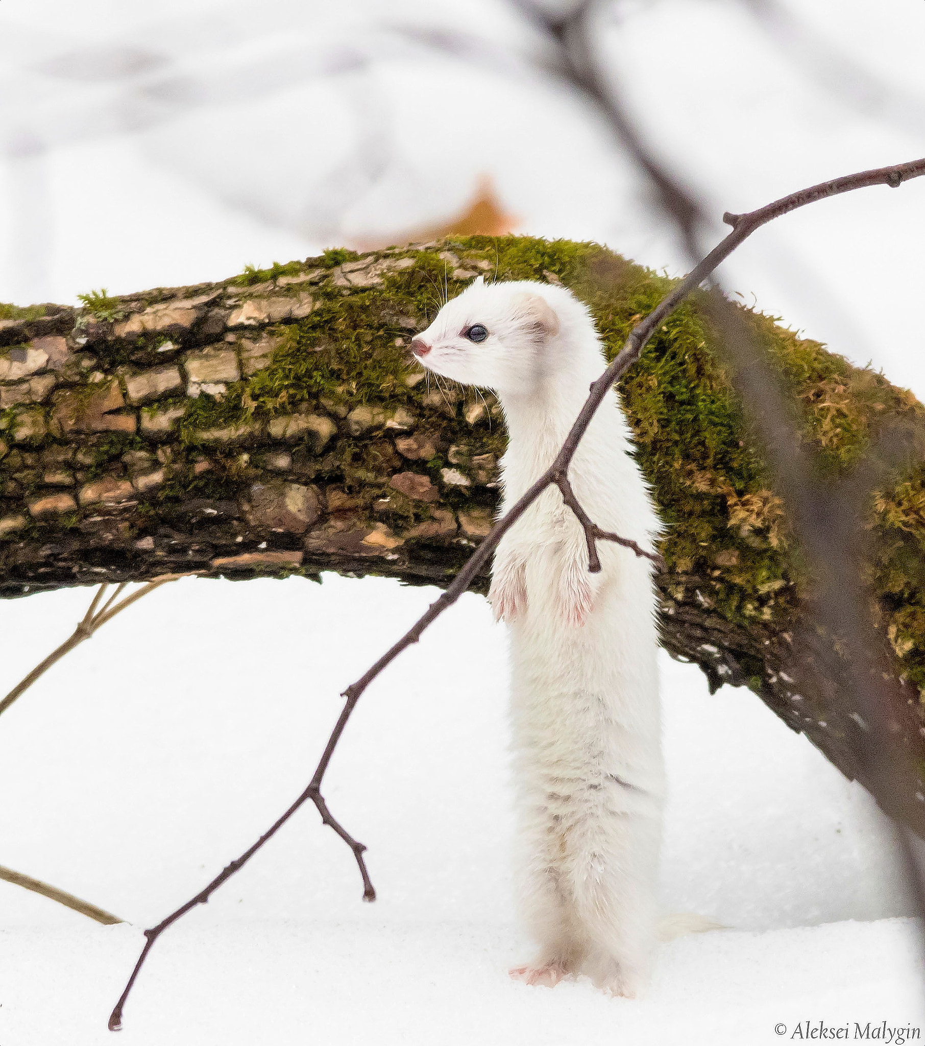 Sigma 150-500mm F5-6.3 DG OS HSM sample photo. Best winter camouflage - weasel photography
