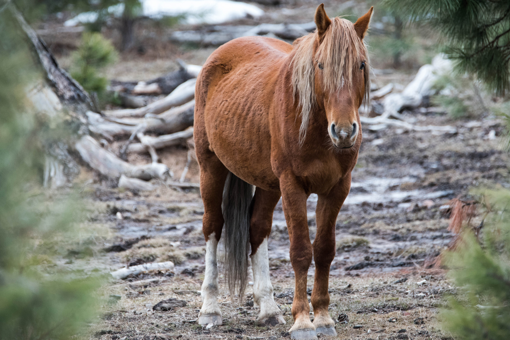 Nikon D810 sample photo. Wild beauty photography