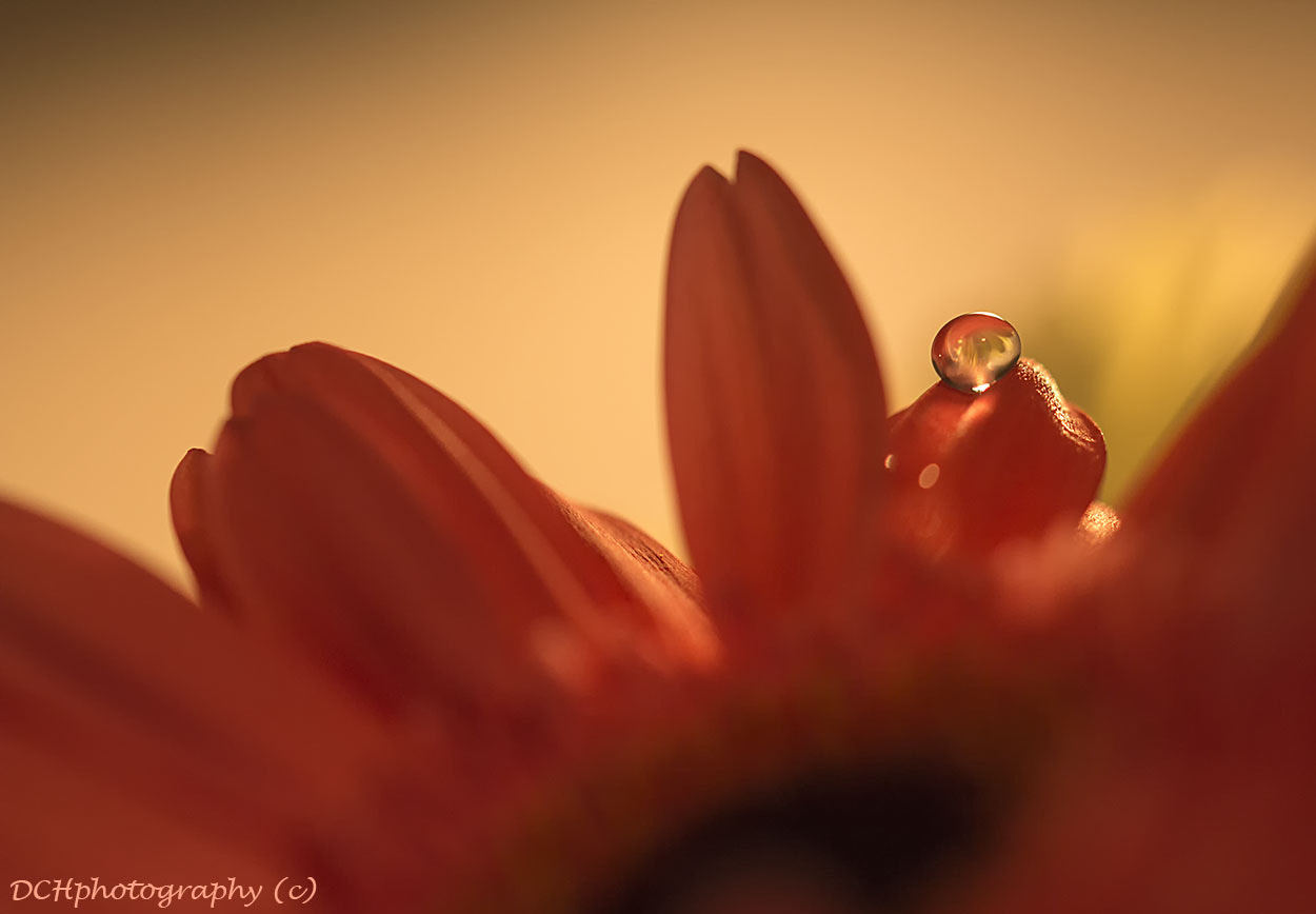 Canon EF 100mm F2.8L Macro IS USM sample photo. Droplet! photography