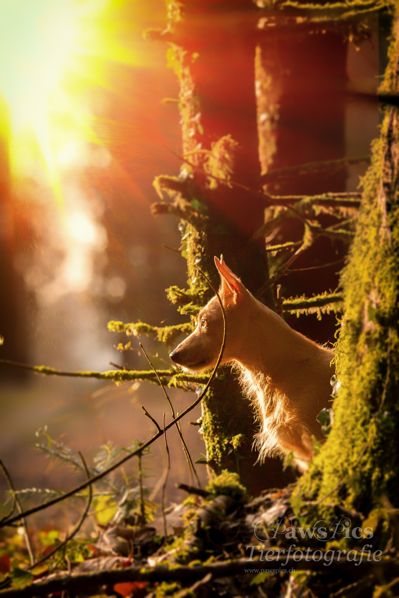 Canon EOS 70D + Canon EF 70-200mm F4L IS USM sample photo. Morning sun photography