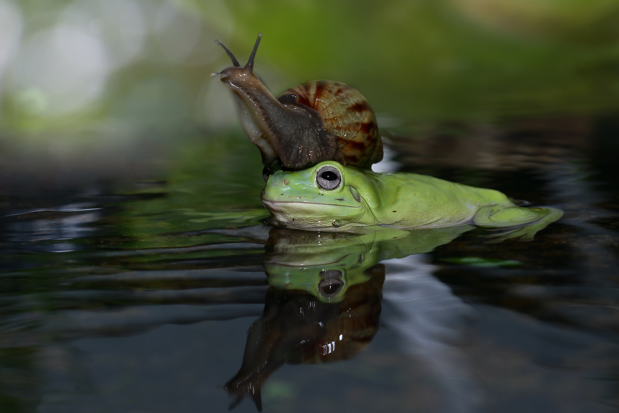 Canon EOS 7D + Canon EF 100mm F2.8 Macro USM sample photo. Frog taxi photography