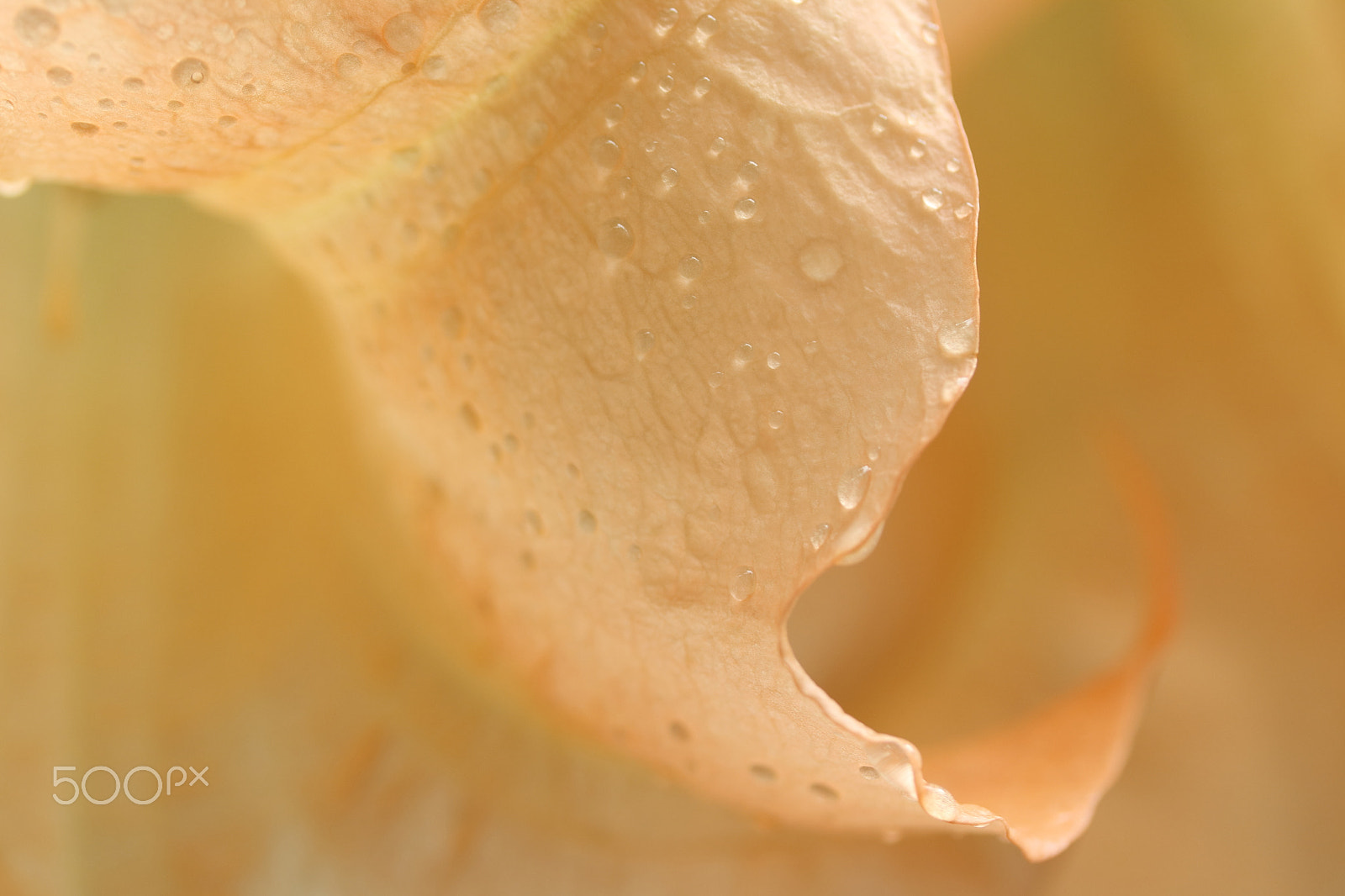 Canon EF-S 60mm F2.8 Macro USM sample photo. Datura photography