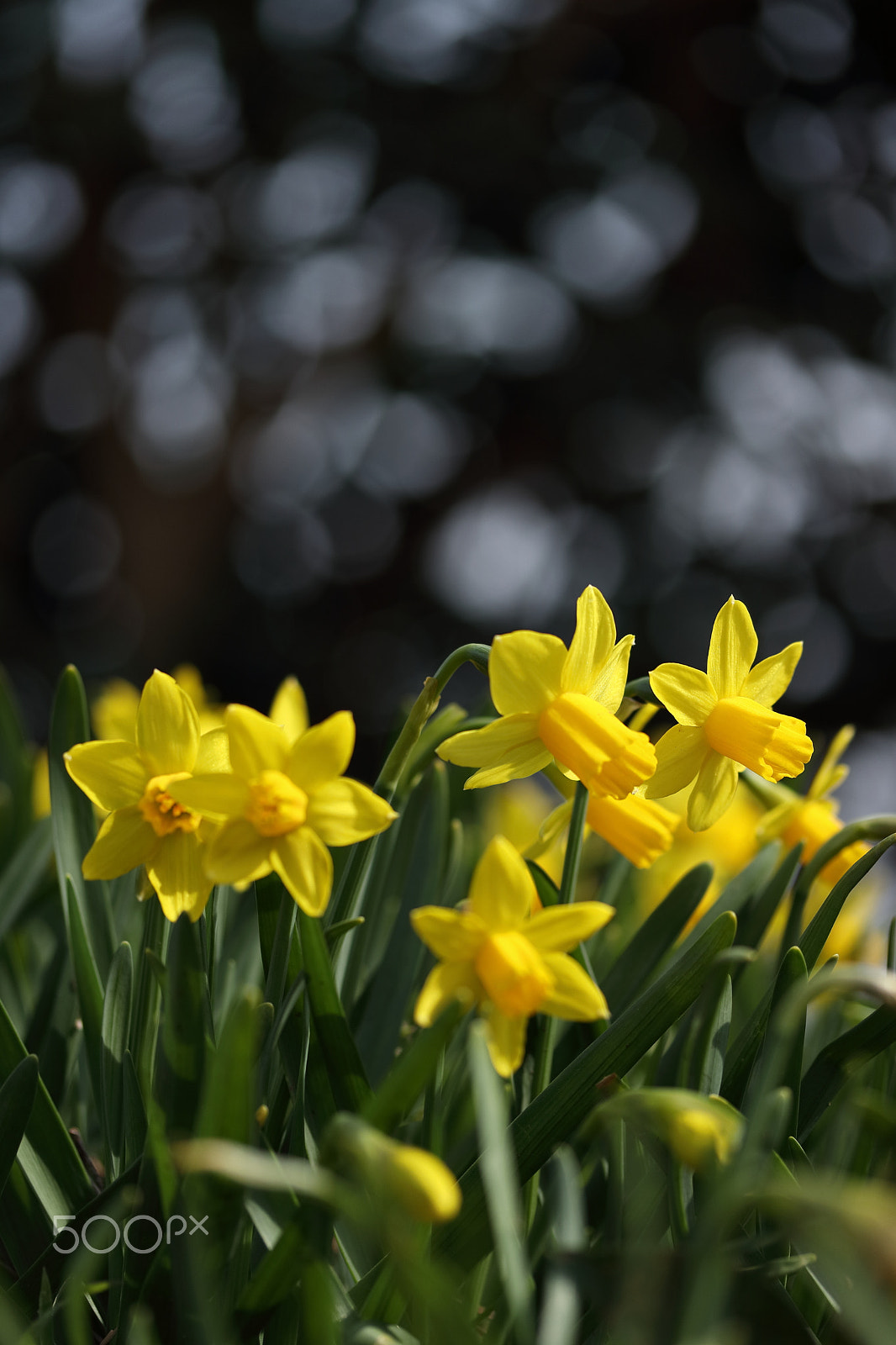 Canon EF-S 60mm F2.8 Macro USM sample photo. Narcissus photography