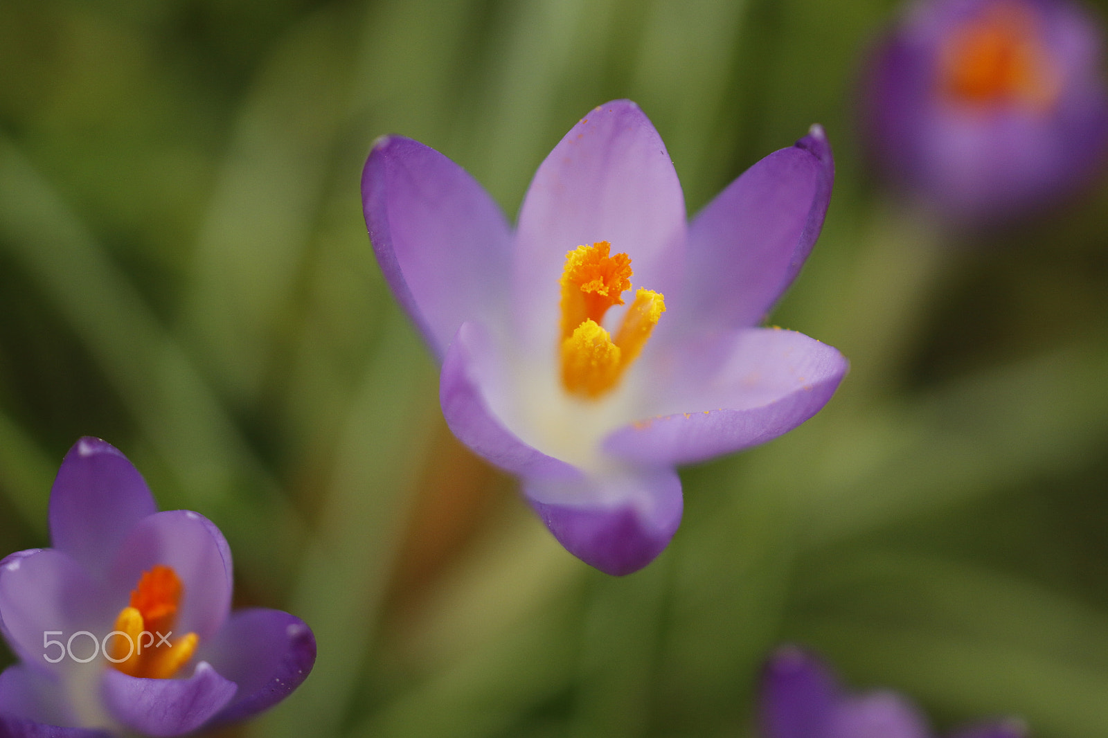 Sigma APO Macro 180mm F2.8 EX DG OS HSM sample photo. Crocus in macro photography