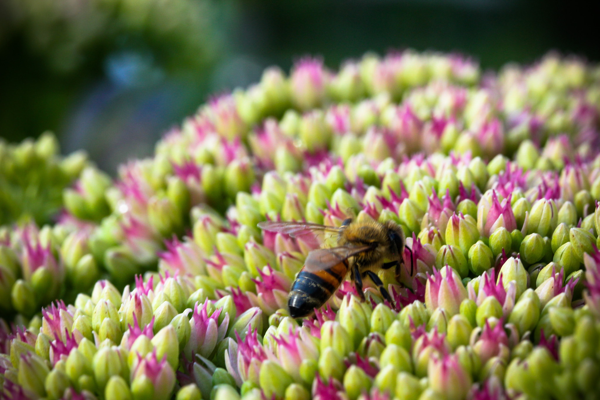 Canon EF-S 60mm F2.8 Macro USM sample photo. Img photography