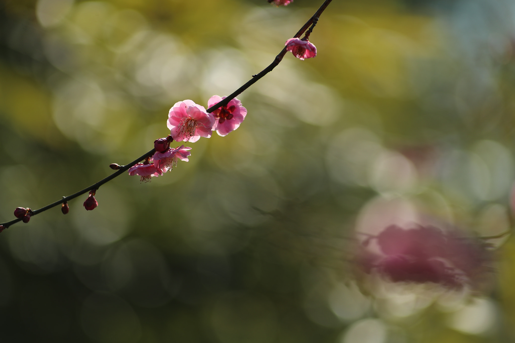 Canon EF 135mm F2L USM sample photo