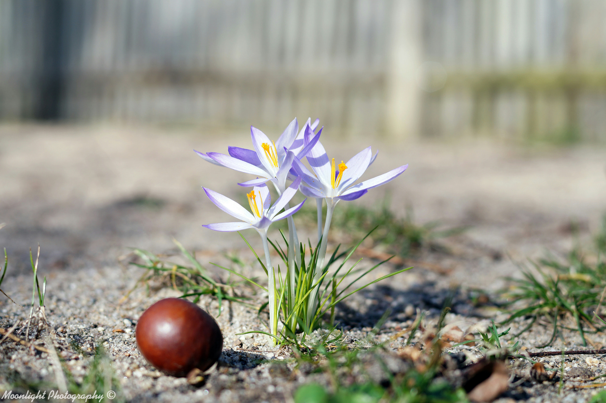 Sony SLT-A58 + Sony 50mm F1.4 sample photo. Herbst trifft frühling  photography