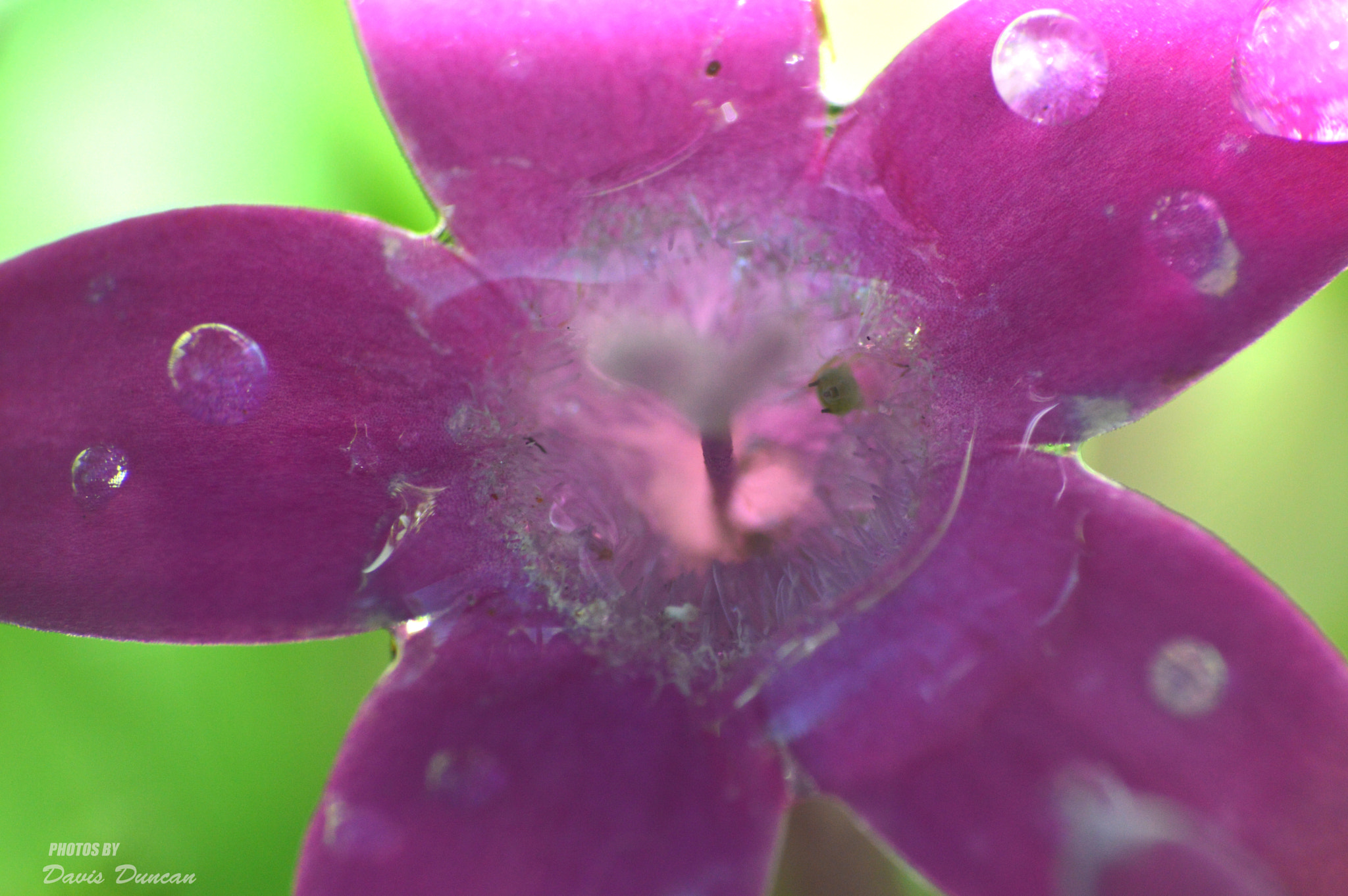 Nikon D3200 sample photo. Insideflowers photography