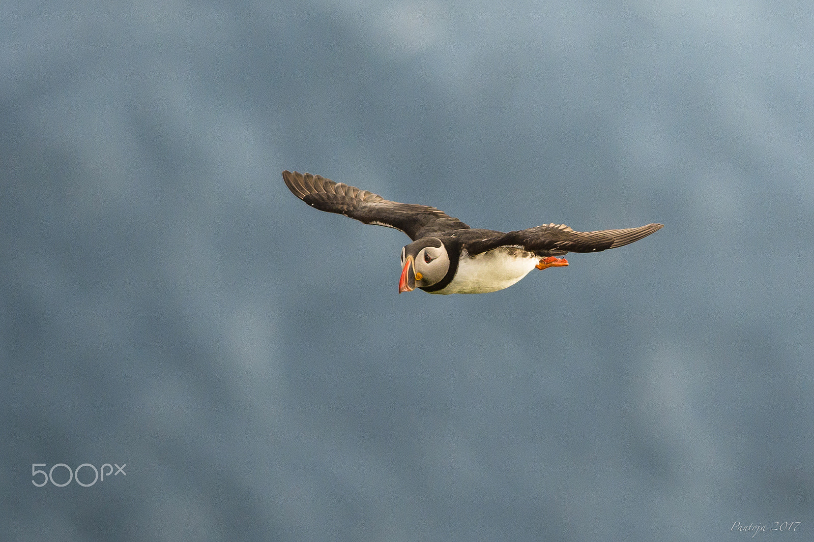 Nikon D7200 + Nikon AF-S Nikkor 300mm F4D ED-IF sample photo. Atlantic puffin photography