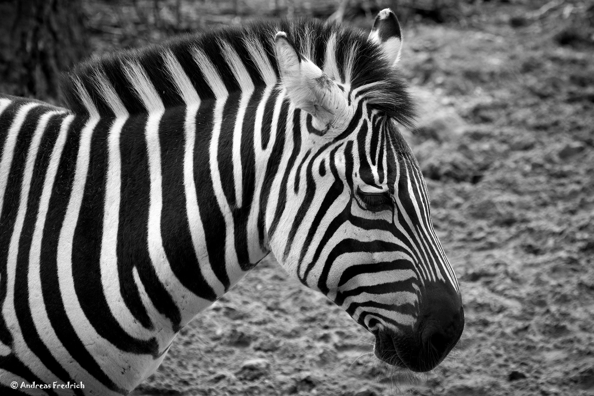 Nikon D7200 sample photo. Monochrom photography