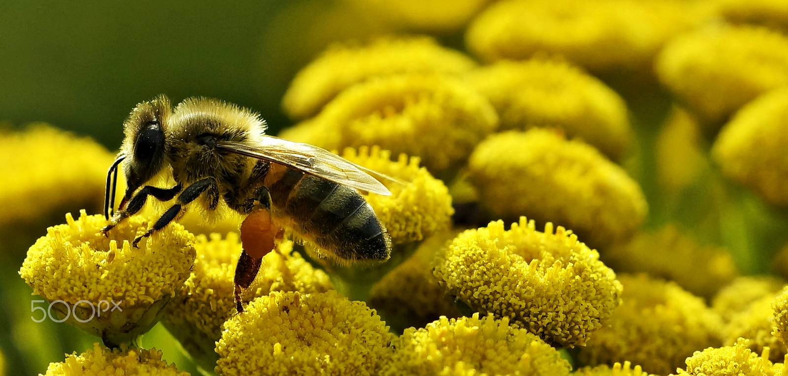 90mm F2.8 Macro SSM sample photo. Bee photography