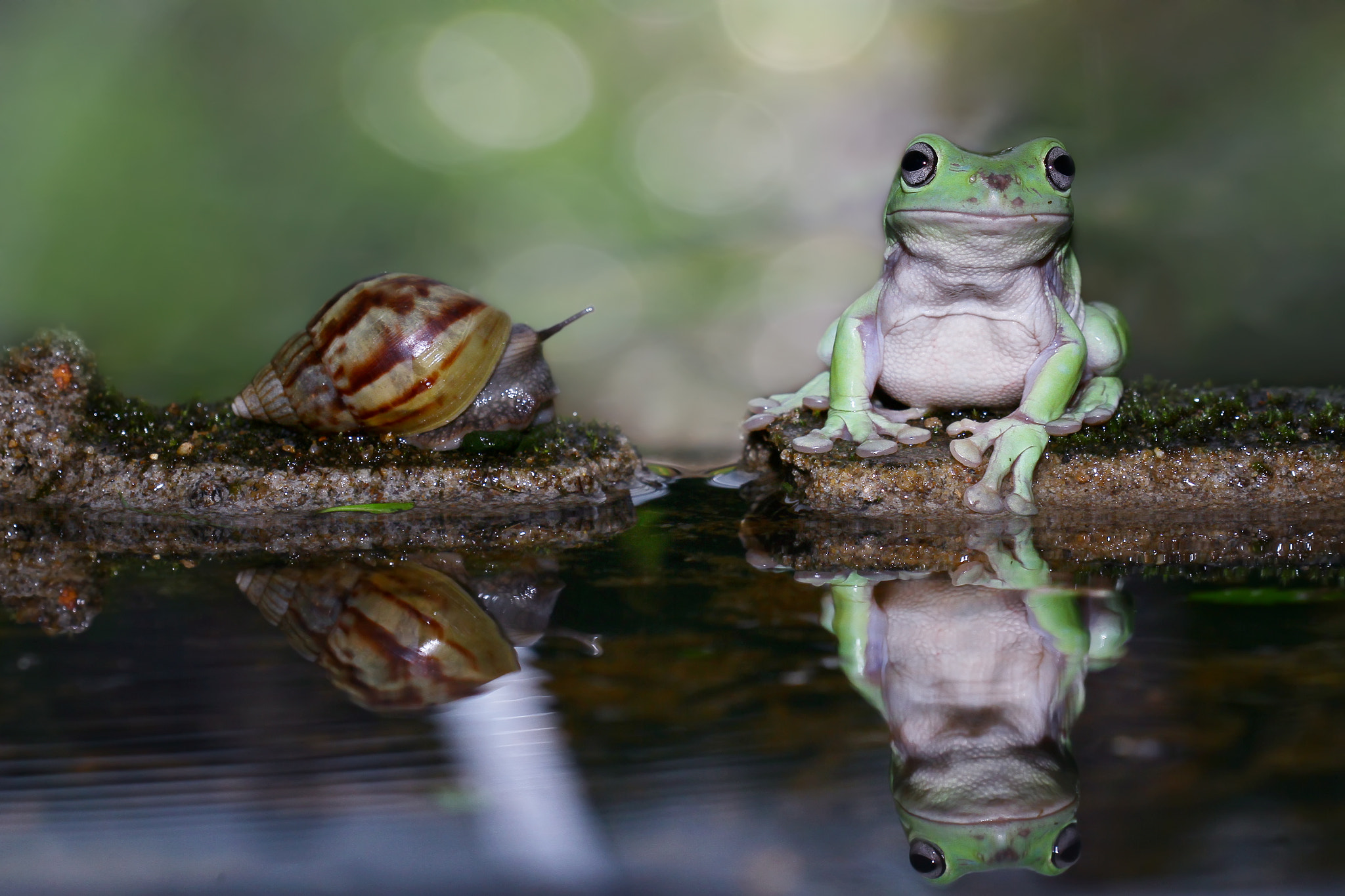 Canon EOS 7D + Canon EF 100mm F2.8 Macro USM sample photo. Frog enjoy photography