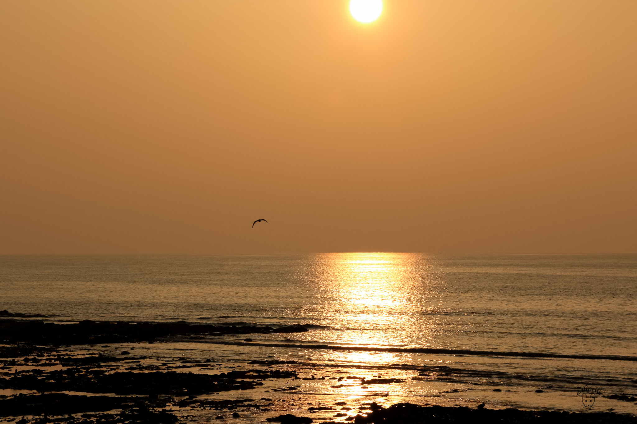 Sigma 18-250mm F3.5-6.3 DC OS HSM sample photo. Flying far away photography