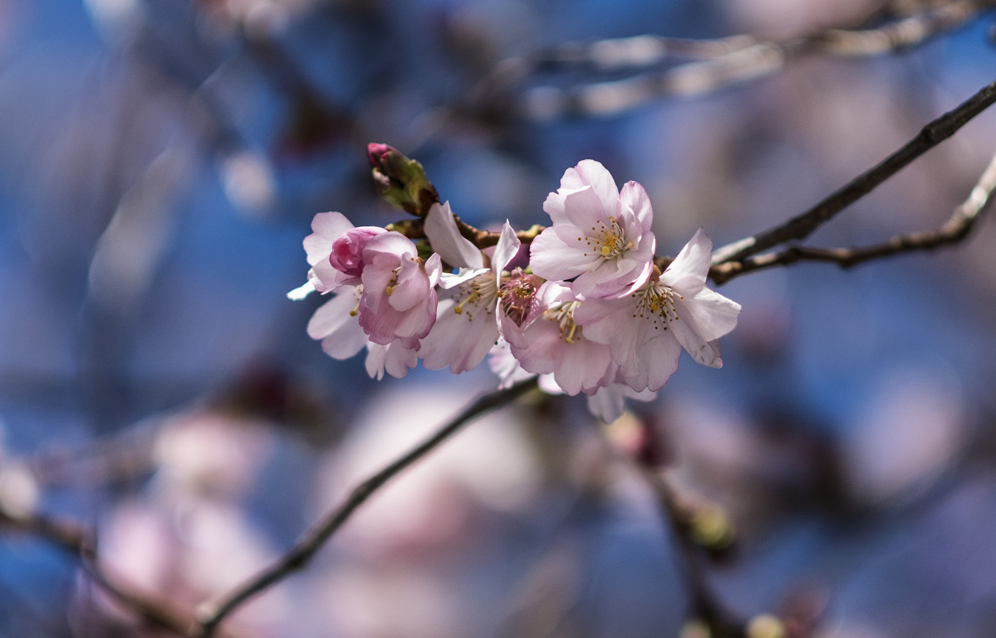 Fujifilm XF 56mm F1.2 R APD sample photo. Springcomming photography