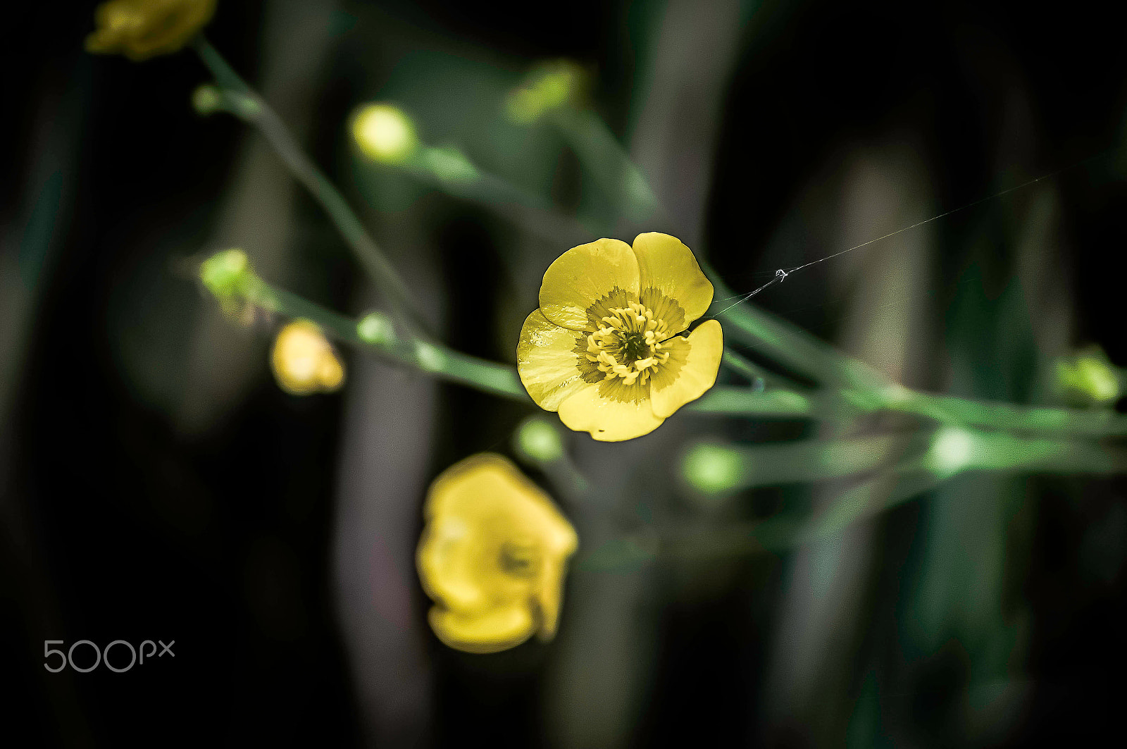 Sony SLT-A57 + Sony DT 55-200mm F4-5.6 SAM sample photo. Yellow flowers ! photography