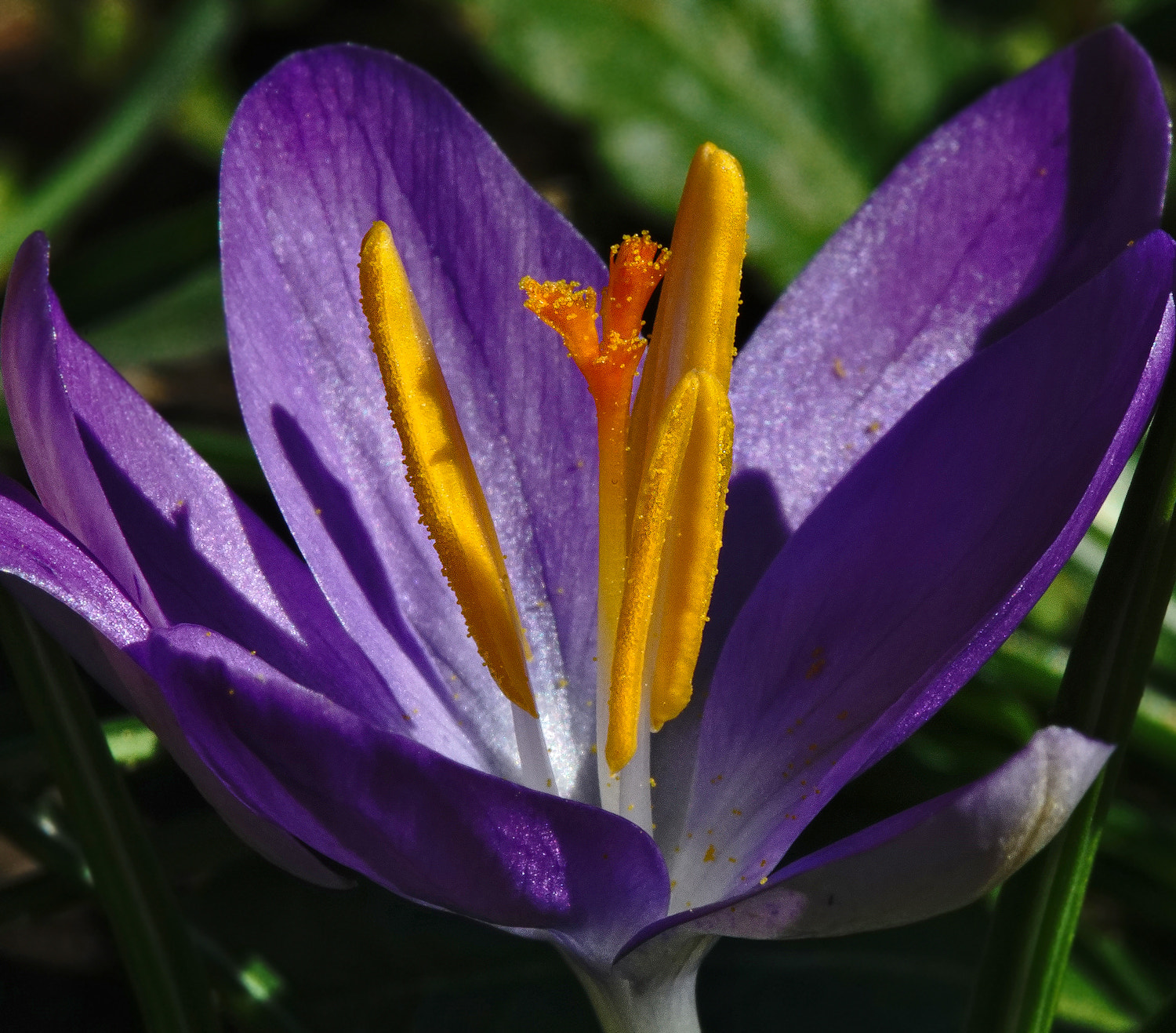 100mm F2.8 SSM sample photo. Stamen power photography