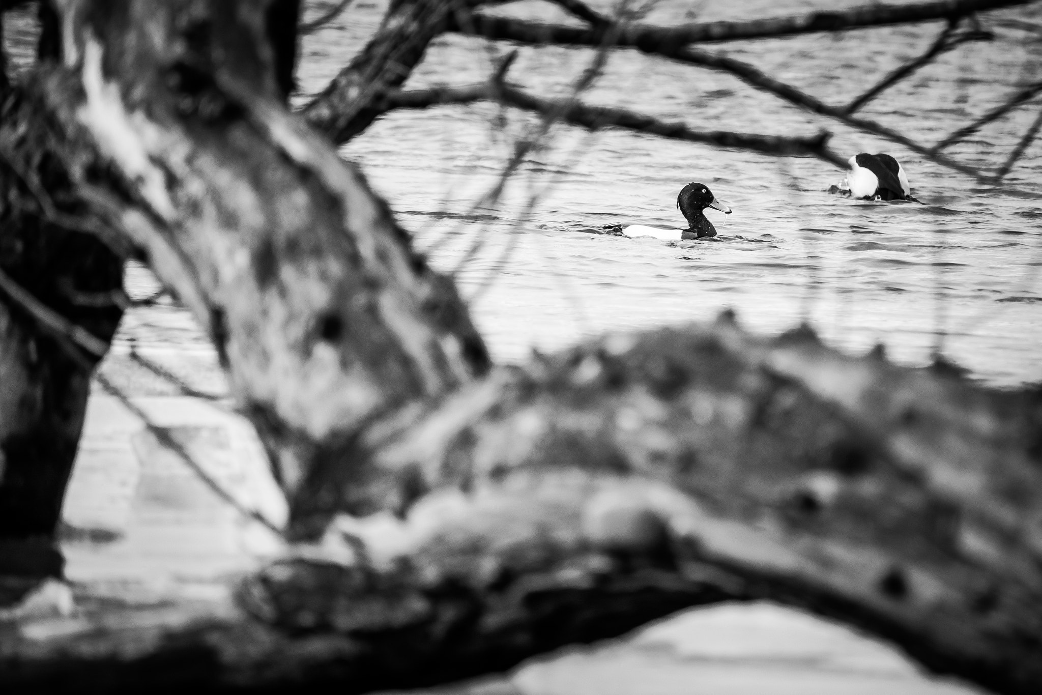Canon EOS M3 + Canon EF-S 55-250mm F4-5.6 IS STM sample photo. Black and white birds photography